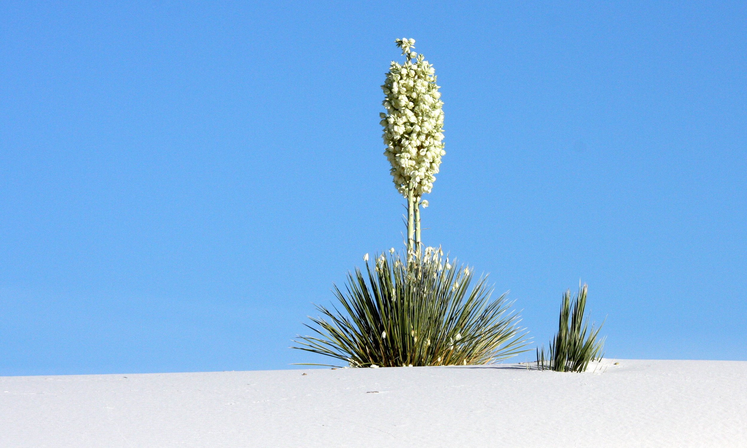 AGAVACEAE - YUCCA ELATA - SOAPTREE YUCCA - WHITE SANDS NATIONAL MONUMENT, NEW MEXICO (2).JPG