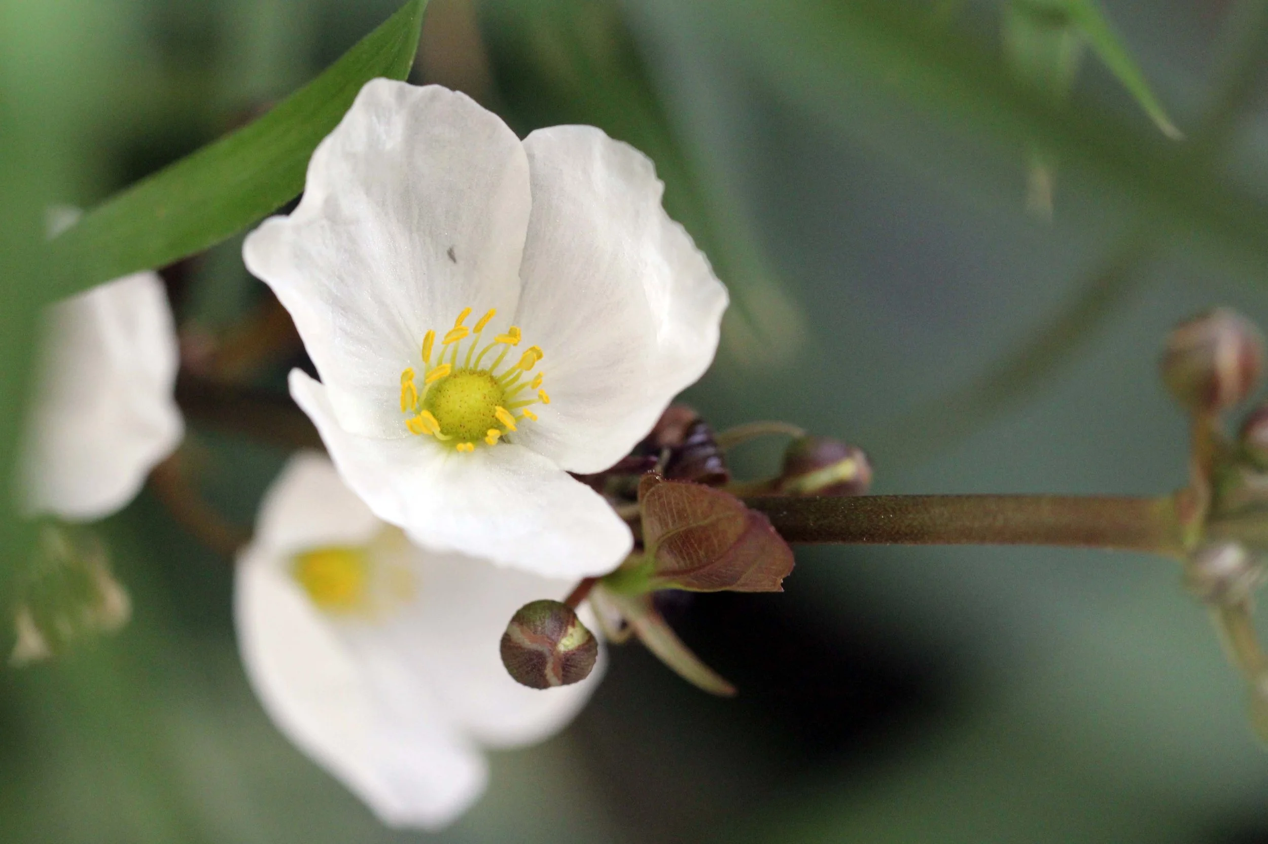 2013 Nonthaburi Setthasiri House and Nonthaburi Neighborhood (219).JPG