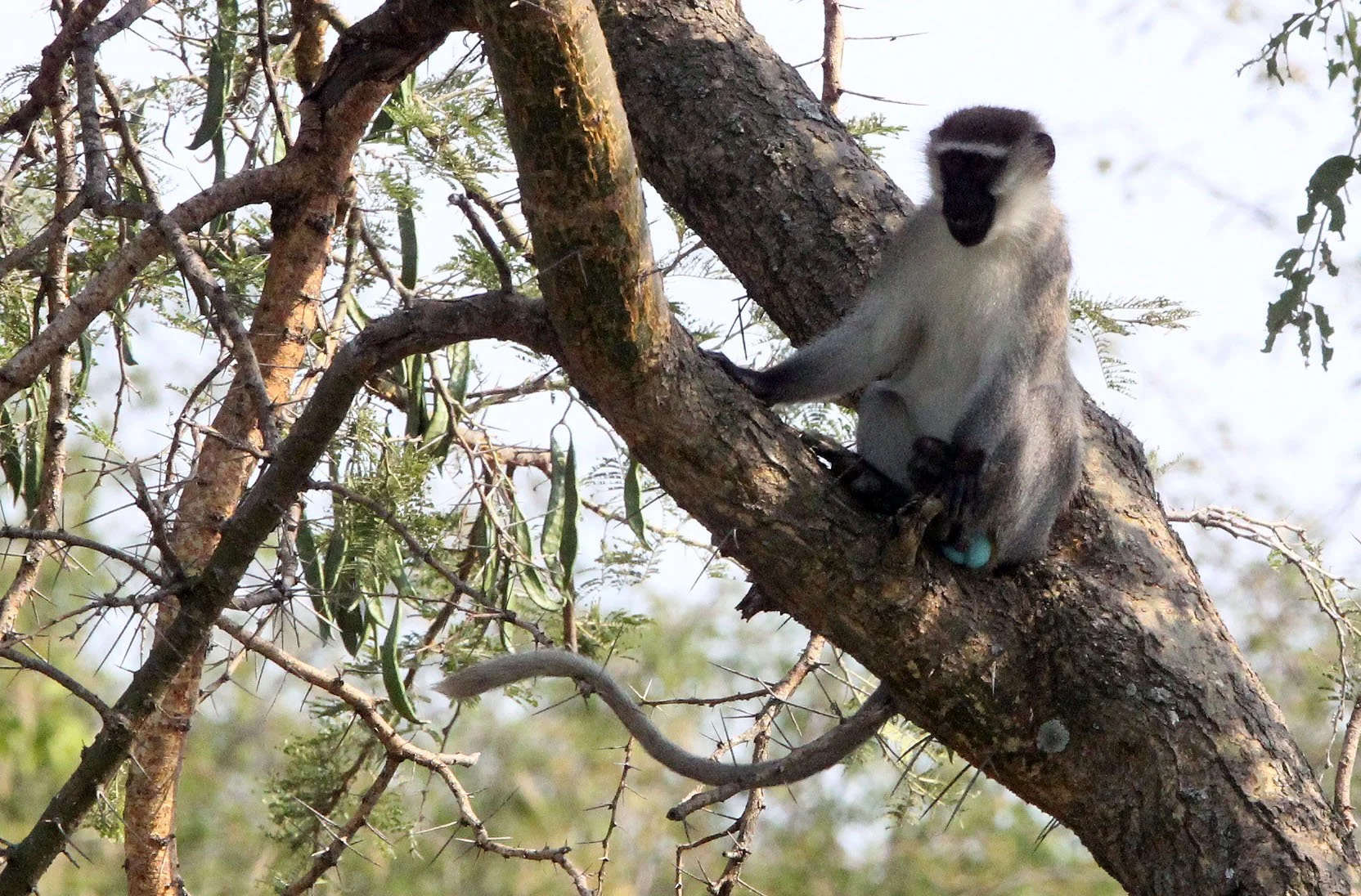 CERCOPITHECIDAE - Chlorocebus tantalus budgetti - BUDGETT'S TANTALUS MONKEY - QUEEN ELIZABETH NP UGANDA (15).JPG