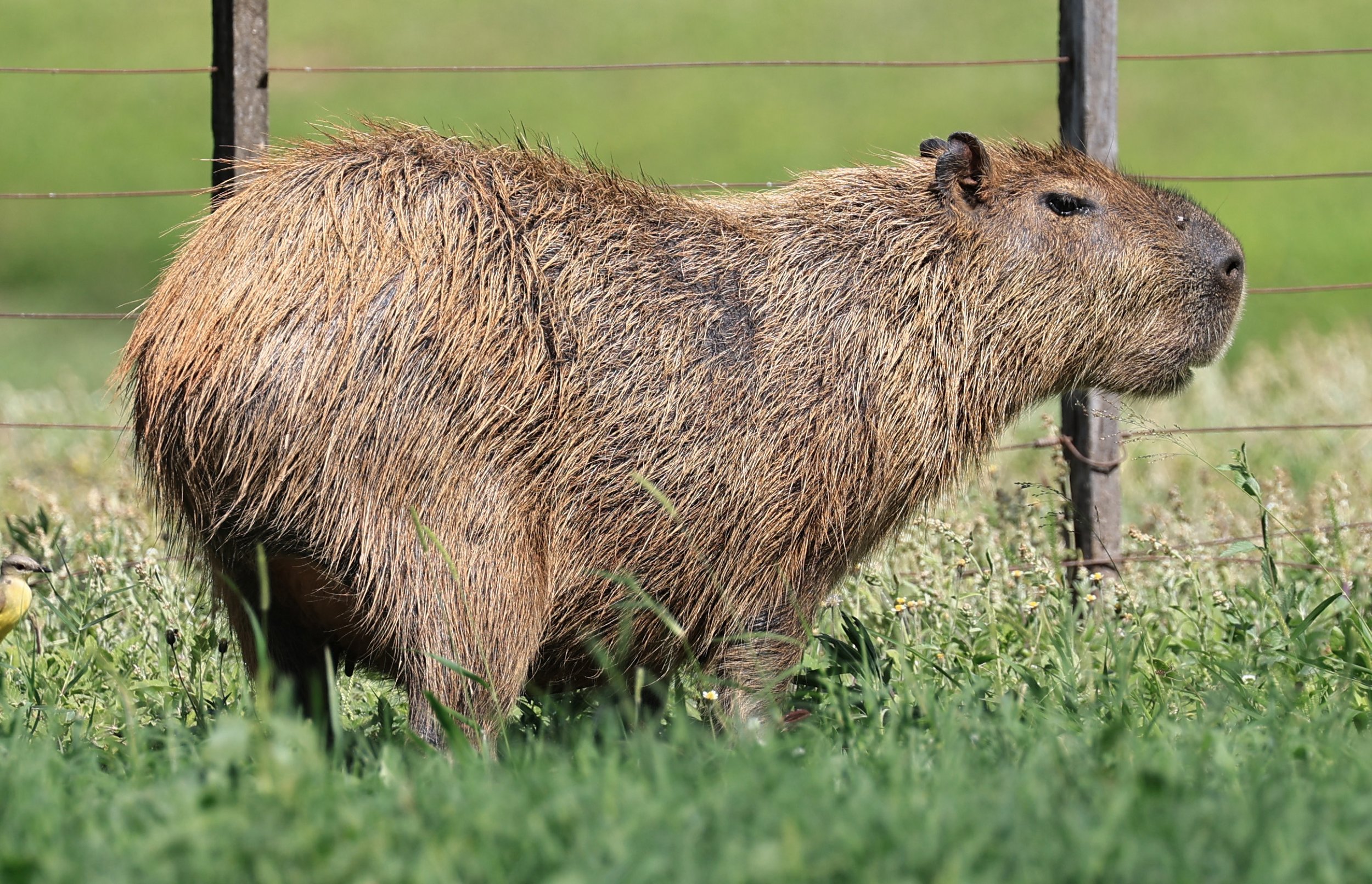 Capybara (Hydrochoerus hydrochaeris) Loma Plata Paraguay - Brunnen Strasse (44).jpg