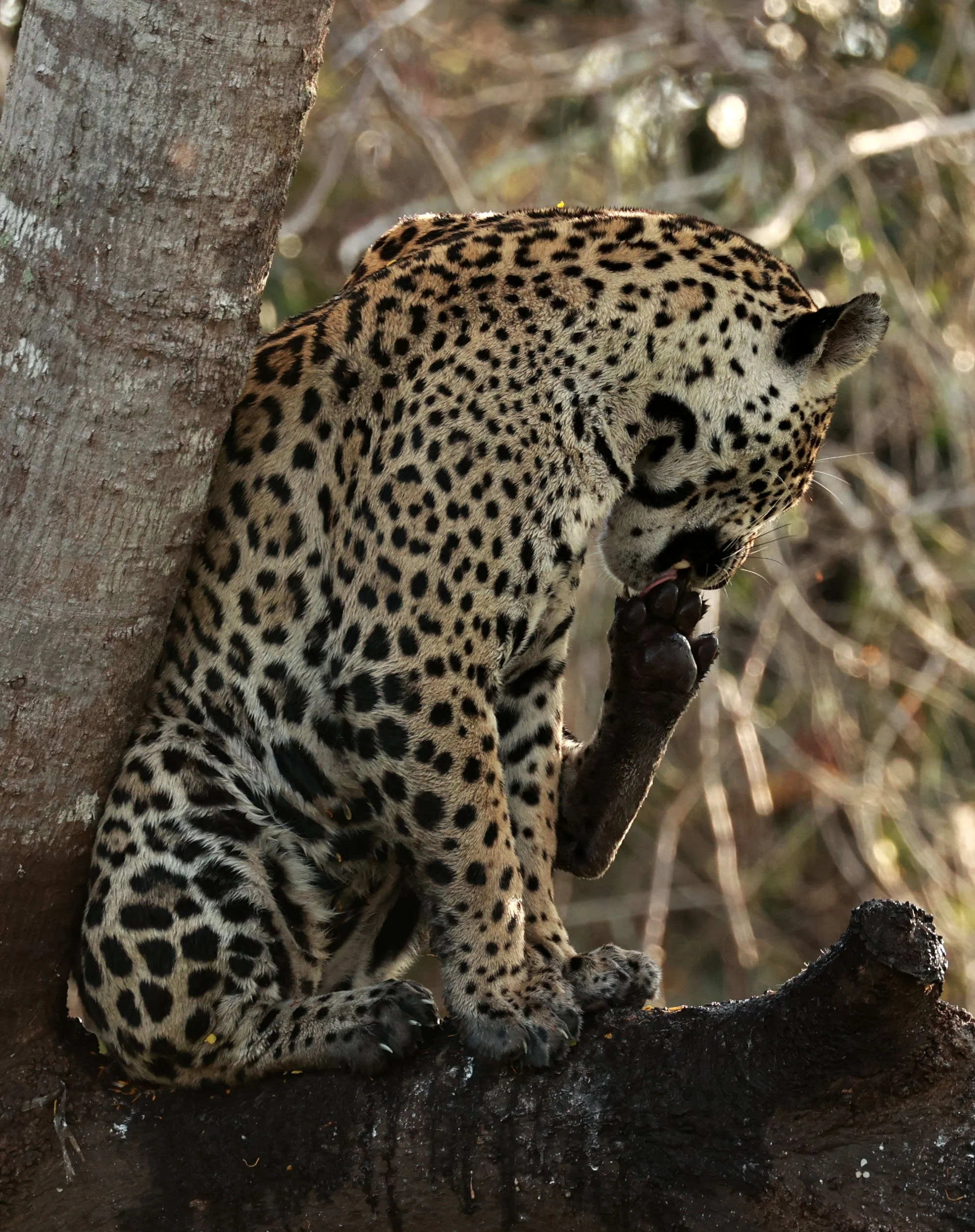 Panthera onca - Jaguar - Pantanal, Encontro das Águas State Park, Porto Jofre, Cuiaba River, Brazil (410).jpg