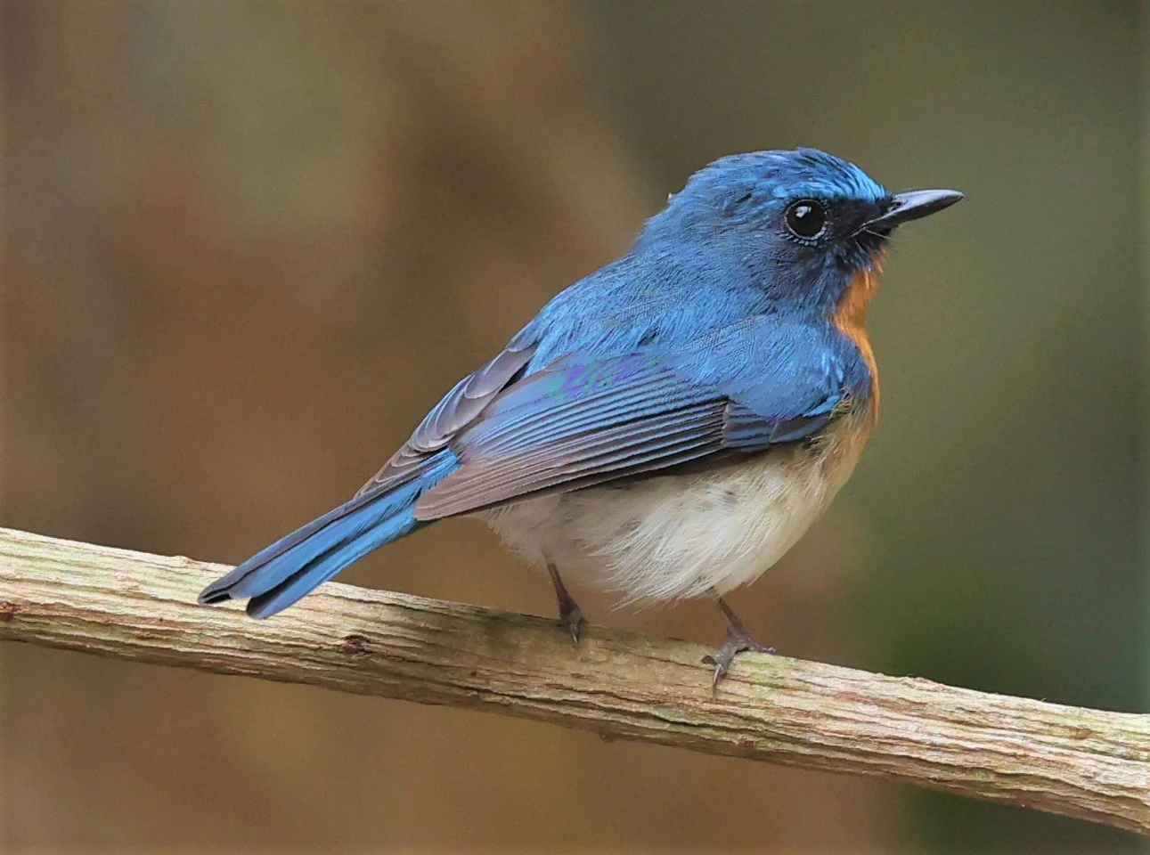 FLYCATCHER - INDOCHINESE BLUE-FLYCATCHER - Cyornis sumatrensis - SRI SATCHANALAI NP MANAO WATERHOLE MAY 1 2022 (94).jpg
