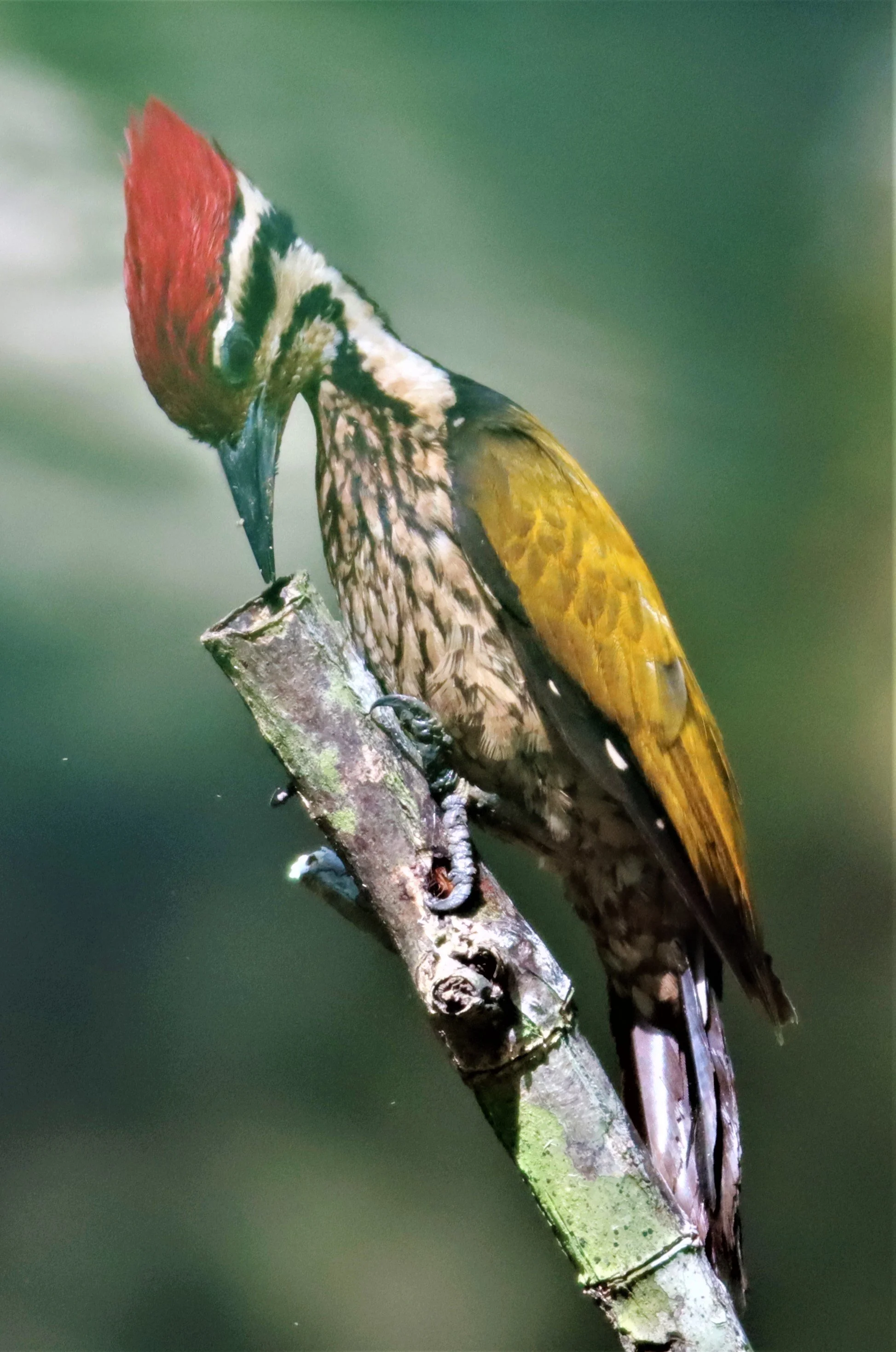 WOODPECKER - COMMON FLAMEBACK - Dinopium javenense - AO PHANG NGA NATIONAL PARK AREA (17).jpg
