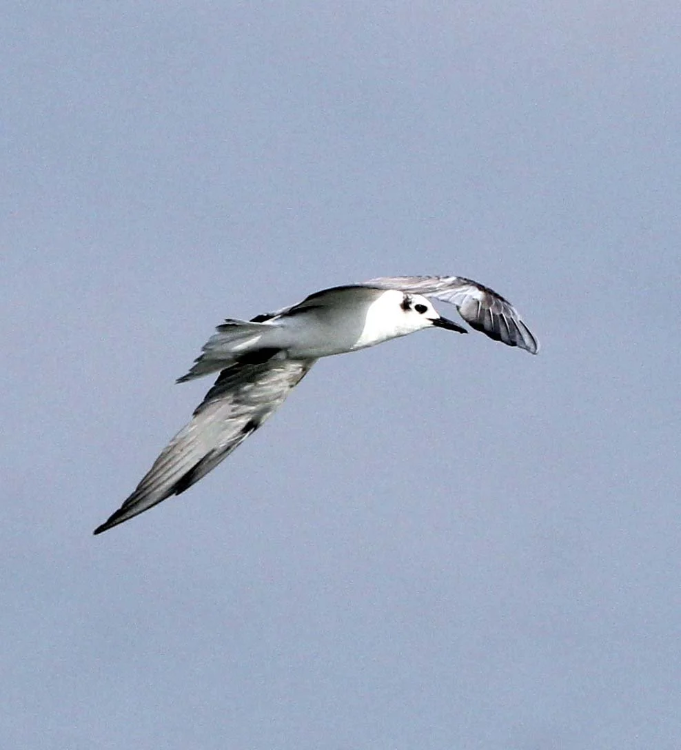 BIRDS - COMMON TERN - STERNA HIRUNDO - THALE NOI WATERBIRD PARK - PHATTHALUNG 6.JPG