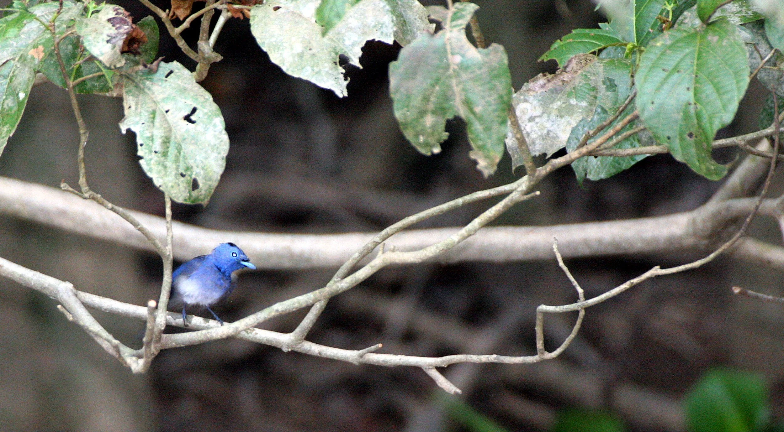 BIRD - MONARCH - BLACK-NAPED MONARCH - KINABATANGAN RIVER BORNEO (9).JPG
