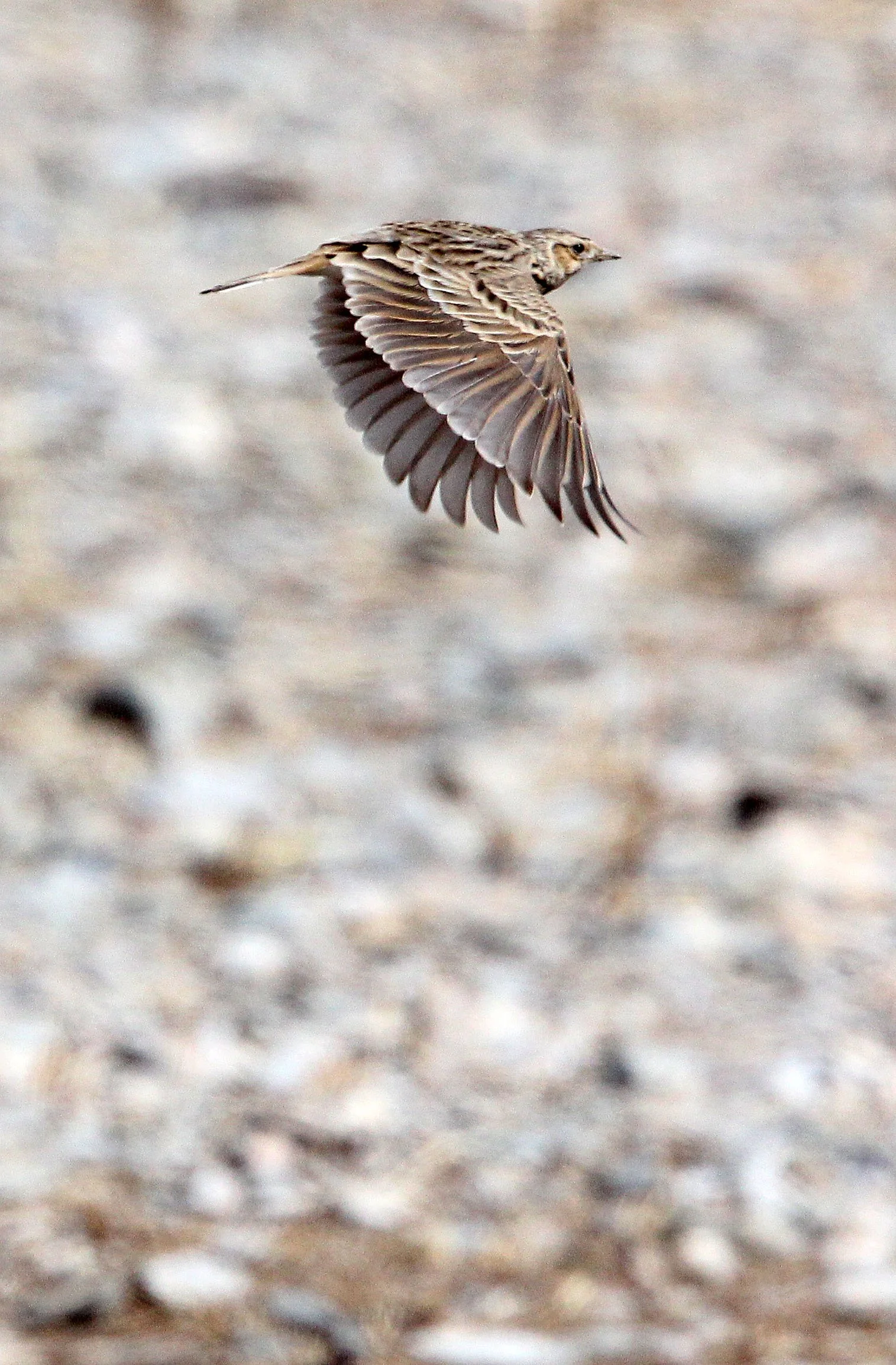 Oriental Skylark (Alauda gulgula) Qinghai Lake China (3).JPG