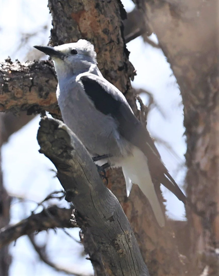 Nucifraga columbiana - CLARK'S NUTCRACKER - ROCKY MOUNTAINS NATIONAL PARK COLORADO JULY 2022 (4).jpg