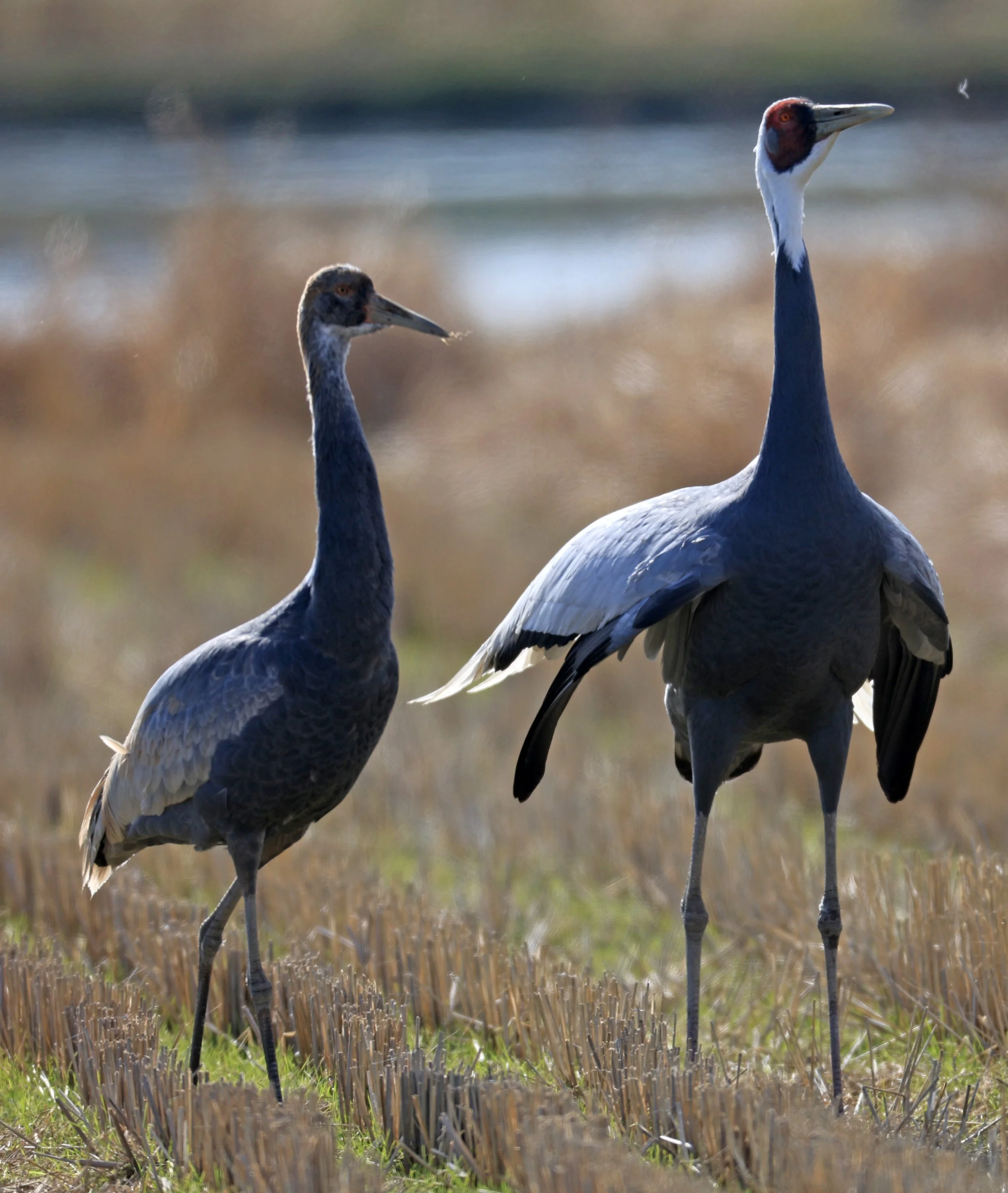 White-naped Crane (Antigone vipio) Izumi Crane Park & Center, Izumi Kagoshima Kyushu Japan  (35).jpg