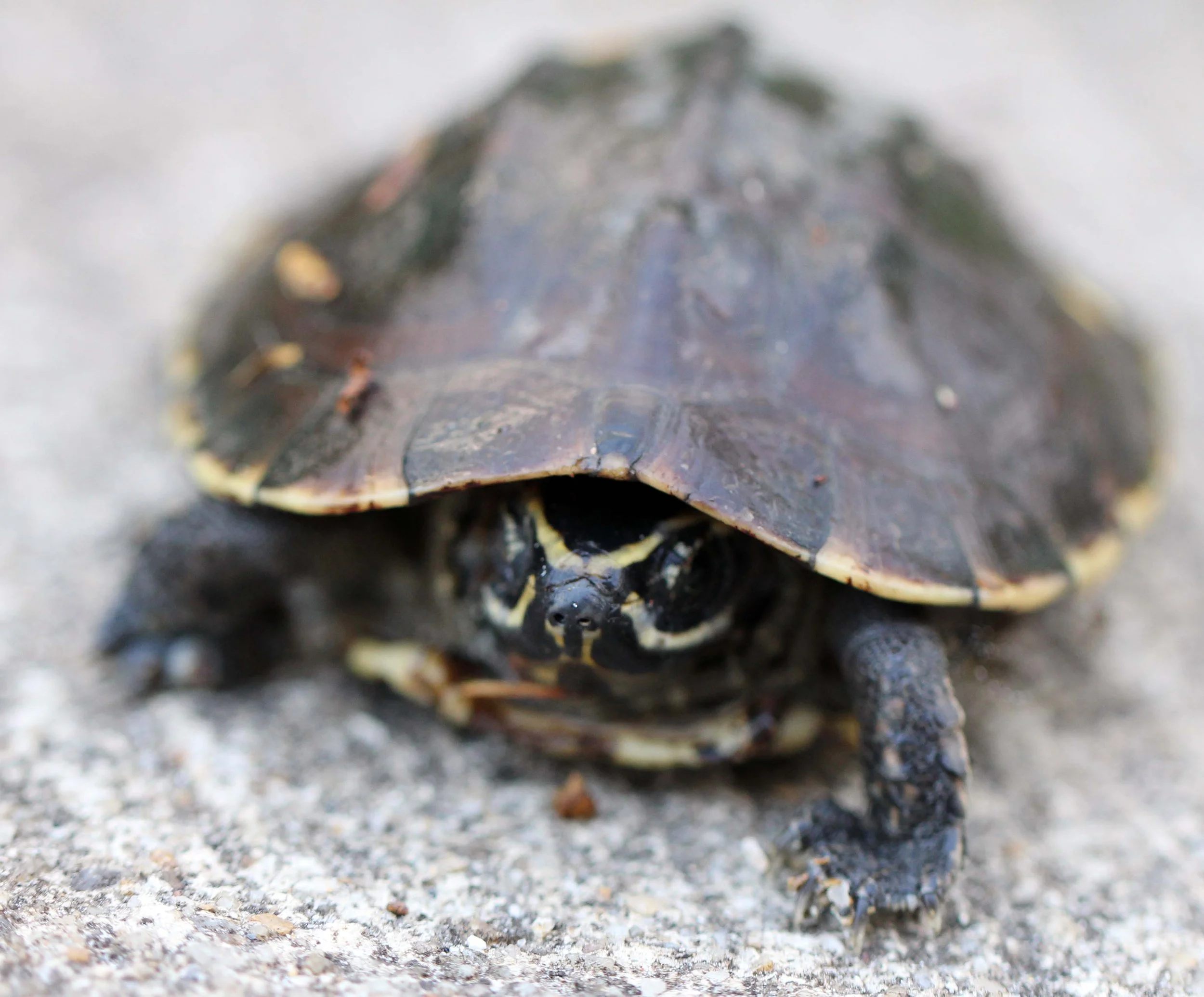 2013 in Nakhonsithammarat and some Krabi with Family (239).JPG