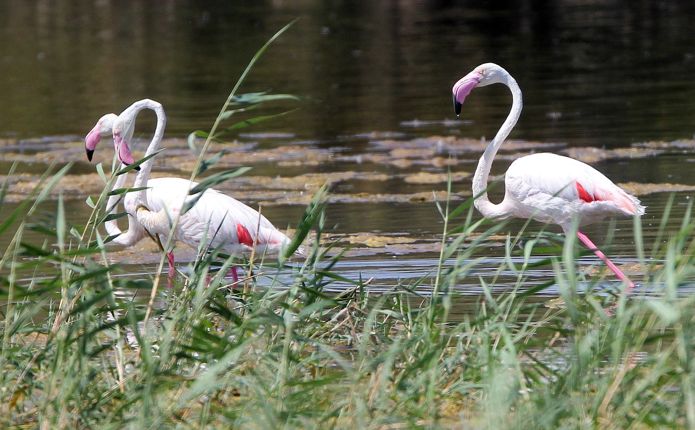 Phoenicopterus roseus - Greater Flamingo - Laguna Dulce Spain (27).JPG