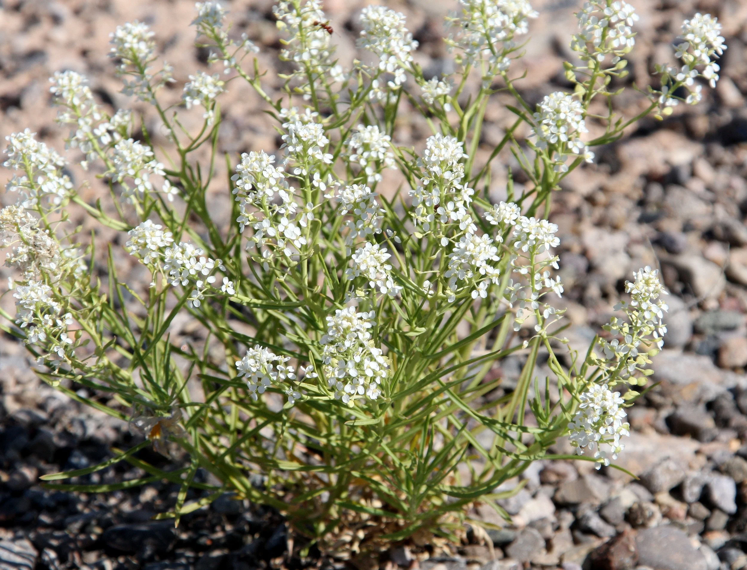 BRASSICACEAE - LEPIDIUM SPECIES - PEPPERGRASS - WHITE SANDS NATIONAL MONUMENT NEW MEXICO.JPG