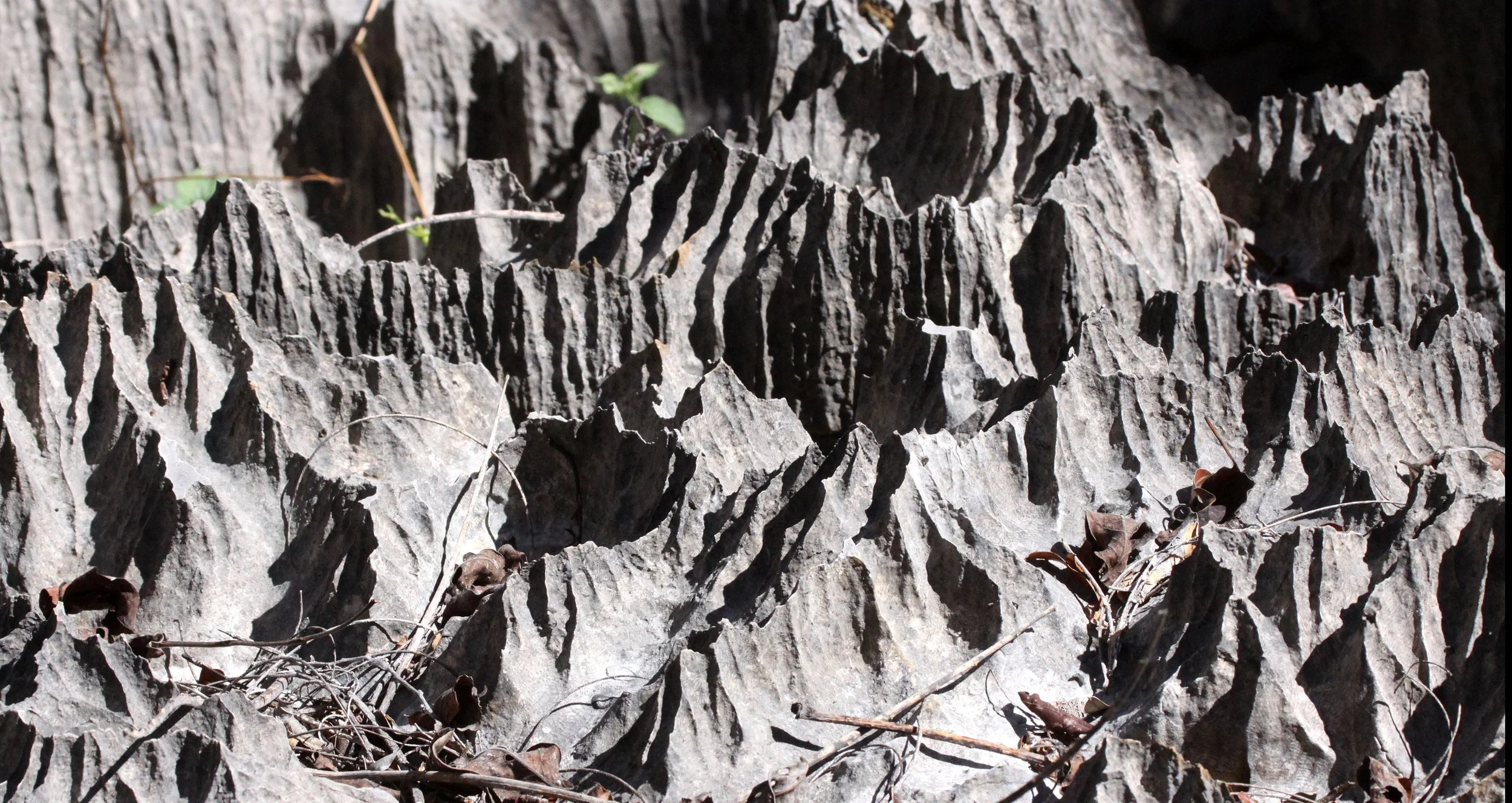 ANKARANA NATIONAL PARK MADAGASCAR - TSINGY FOREST (55).JPG