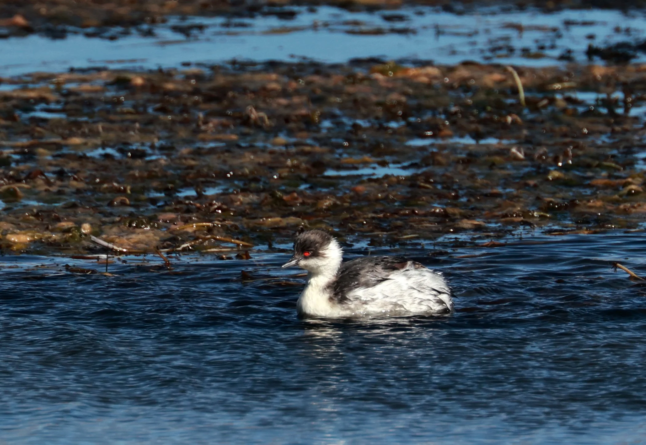 Grebe - Silvery grebe - Podiceps occipitalis - Lauca National Park, Chile (17).jpg