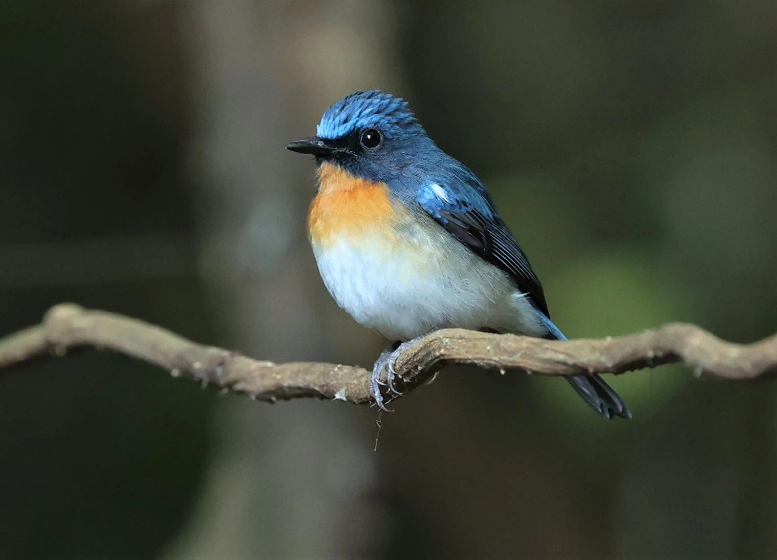 FLYCATCHER - INDOCHINESE BLUE-FLYCATCHER - Cyornis sumatrensis - PETCHABURI PROVINCE - NUY HIDE NEAR KAENG KRACHAN JAN 2022 (37).jpg