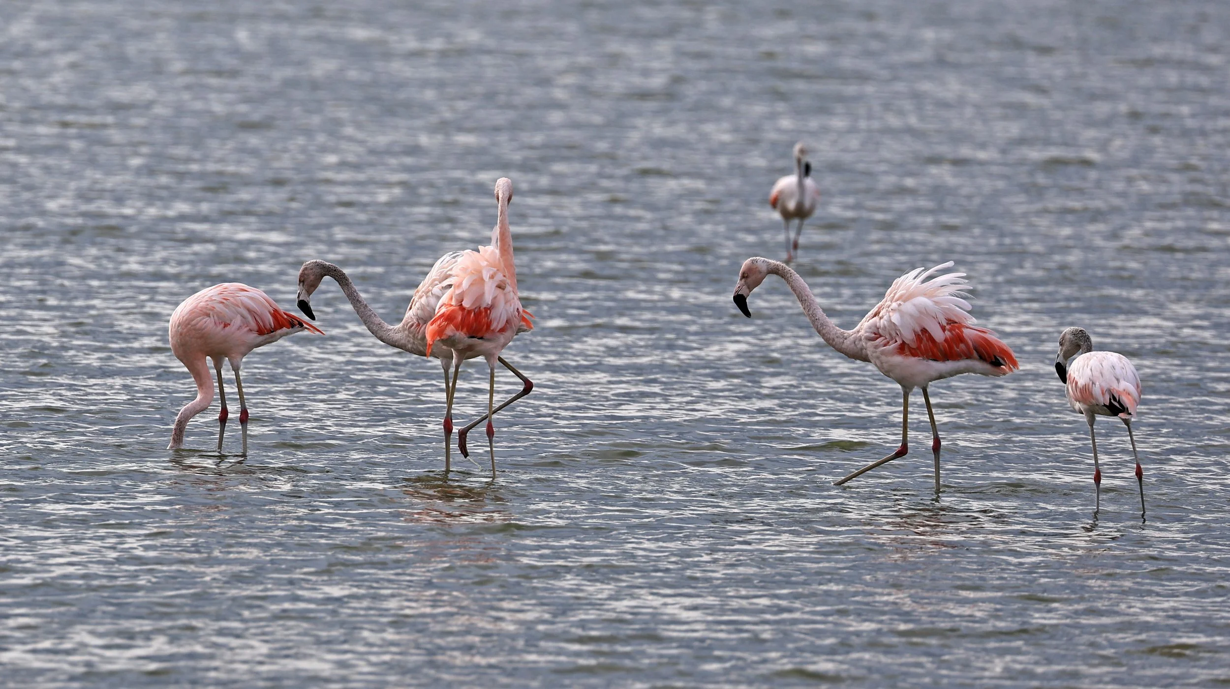 Chilean Flamingo (Phoenicopterus chilensis) Chaco Lodge & Laguna Salada Paraguay (27).jpg