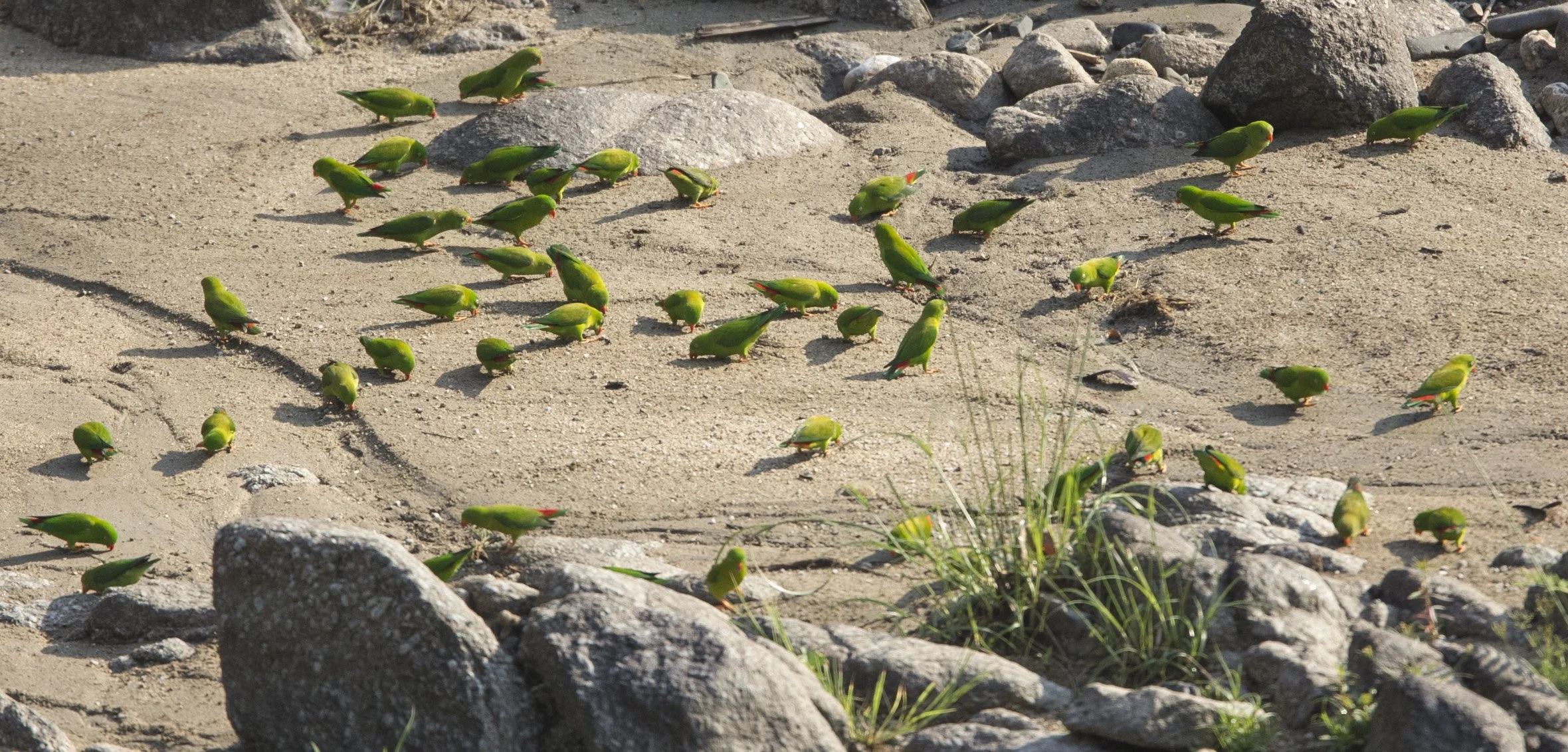 BIRD - PARROT - VERNAL HANGING PARROT - KHAO BAN DAI - HUAI KHA KHEANG NATIONAL NATURE RESERVE- THAILAND (26).jpg