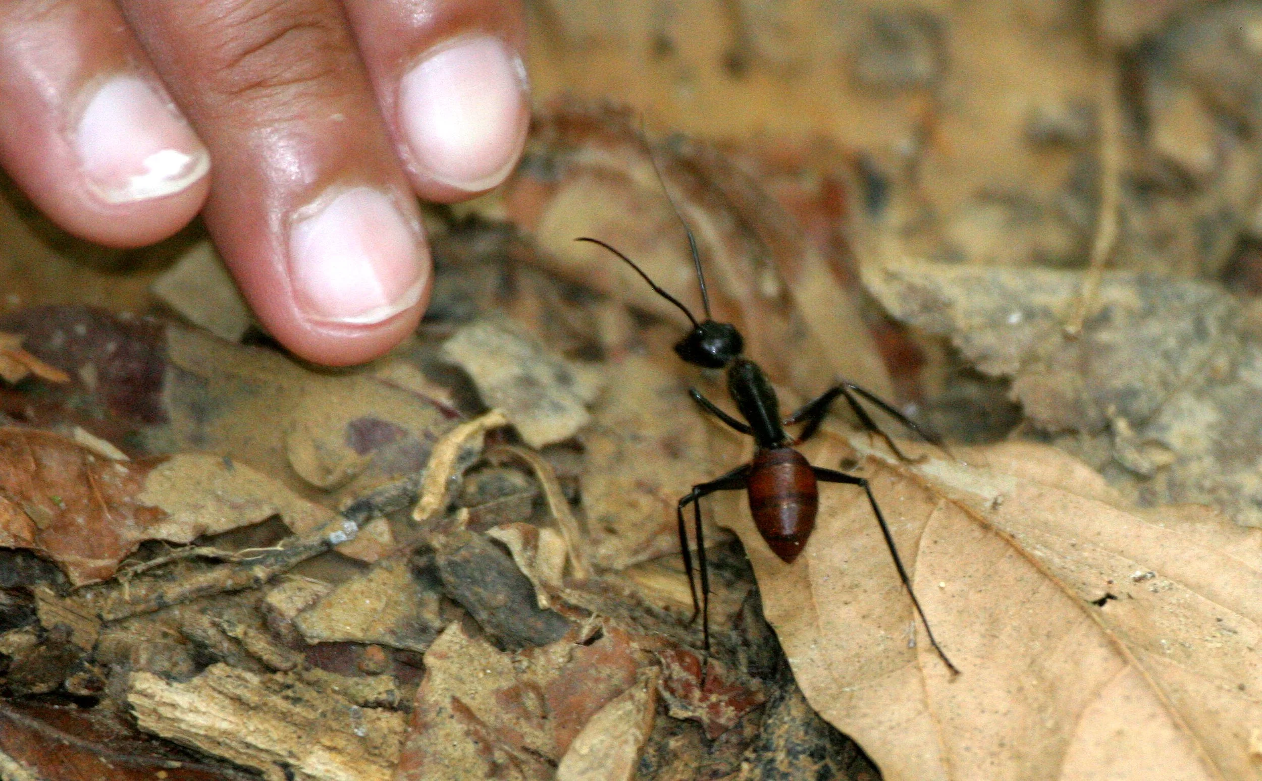 Formiscidae - GIANT FOREST FLOOR ANT - TABIN WILDLIFE RESERVE BORNEO (5).JPG