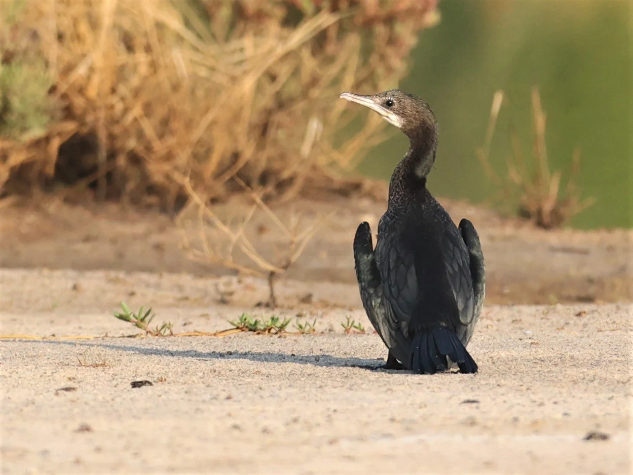 Microcarbo niger - Little Cormorant - Khao Sam Roi Yod Wetlands, Thailand (2).jpg