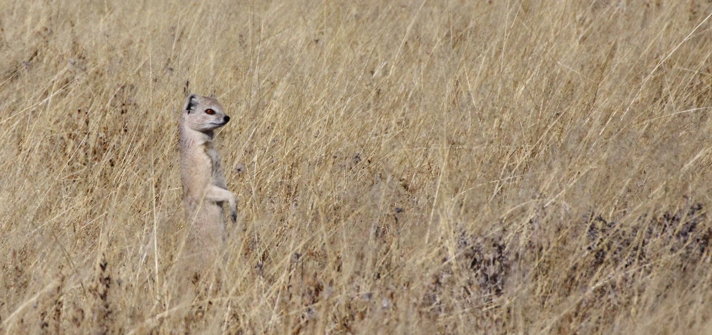 Cynictis penicillata - YELLOW MONGOOSE (RED MEERKAT) - ETOSHA NATIONAL PARK NAMIBIA (1).JPG