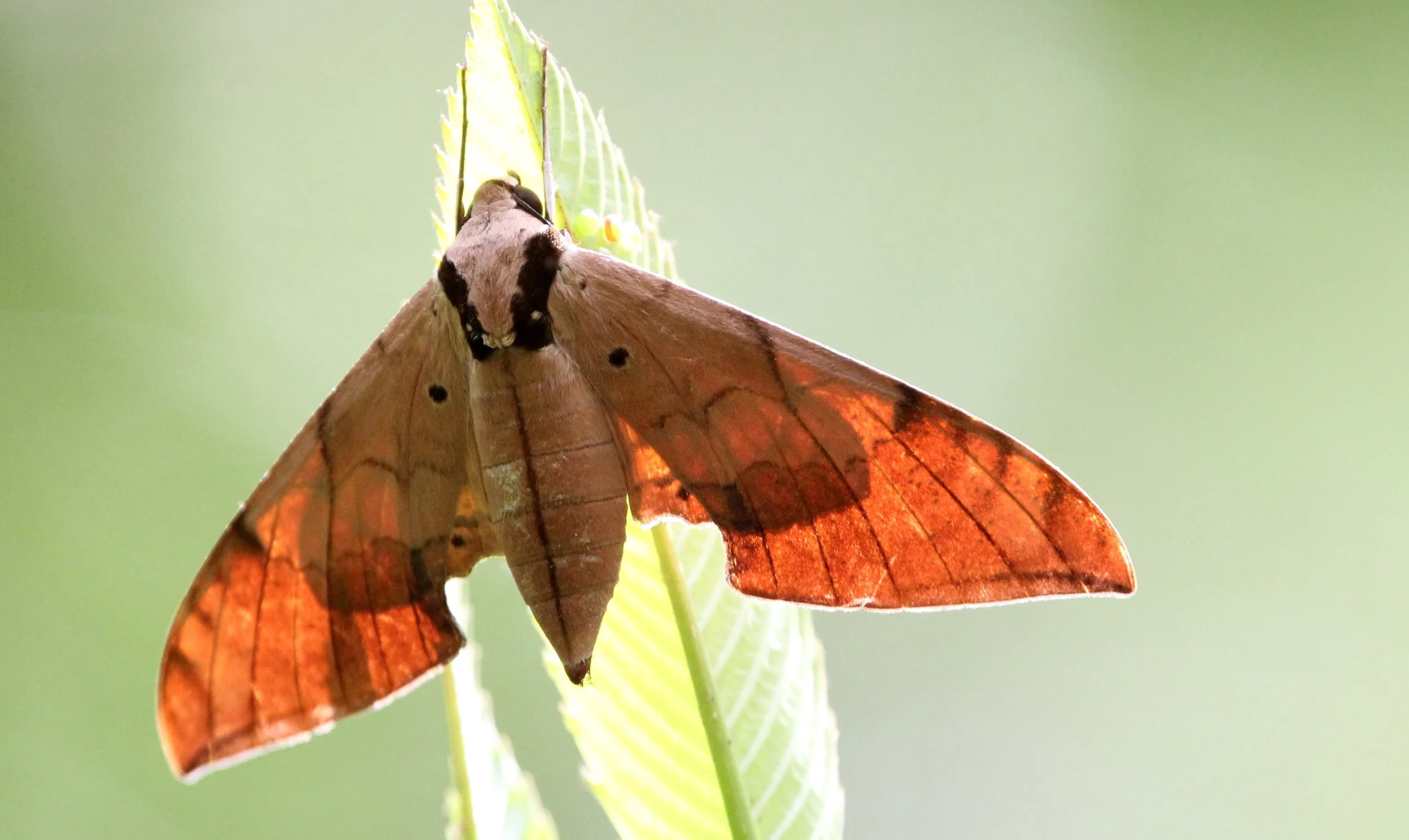 Sphingidae - Ambulyx pryeri - Singharaja NP, India