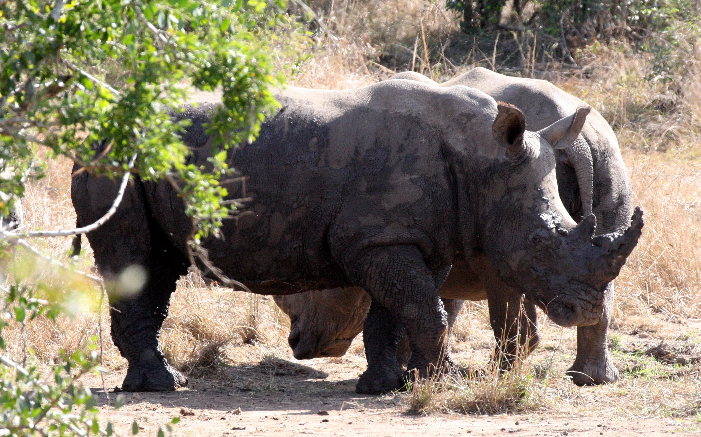 Ceratotherium simum simum - SOUTHERN WHITE RHINO - IMFOLOZI NATIONAL PARK SOUTH AFRICA (3).JPG