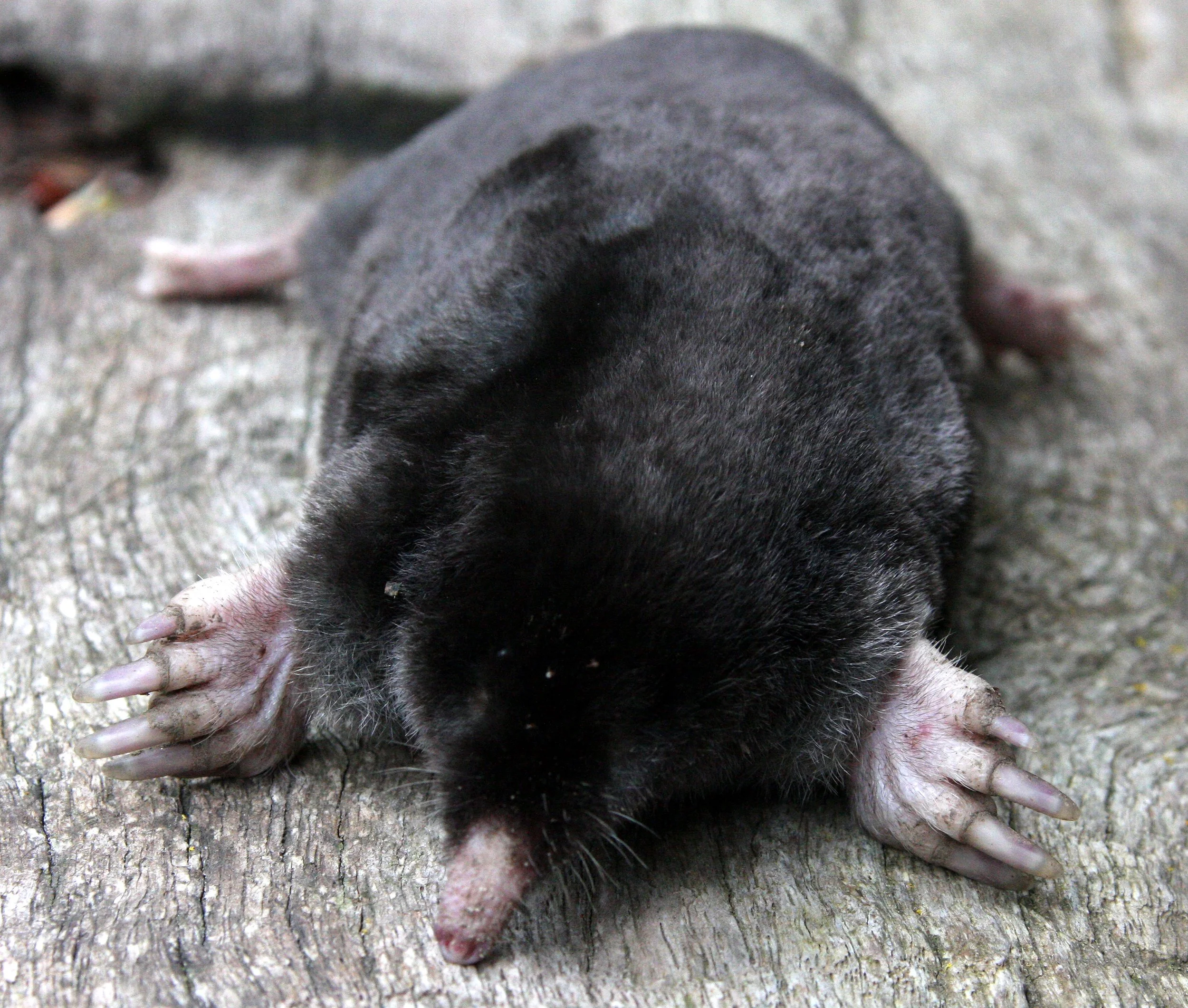 INSECTIVORA - MOLE - TOWNSEND'S  MOLE - SCAPANUS TOWNSENDII - LAKE FARM TRAILS WASHINGTON (14).JPG