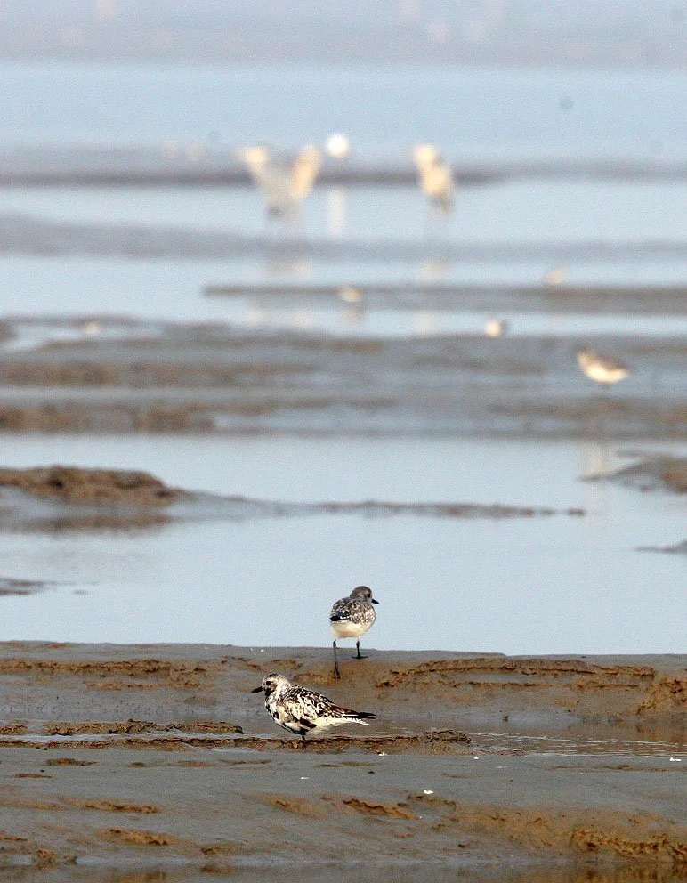 BIRD - PLOVER - GREY PLOVER -  NANKOU, RUDONG, CHINA (4).JPG