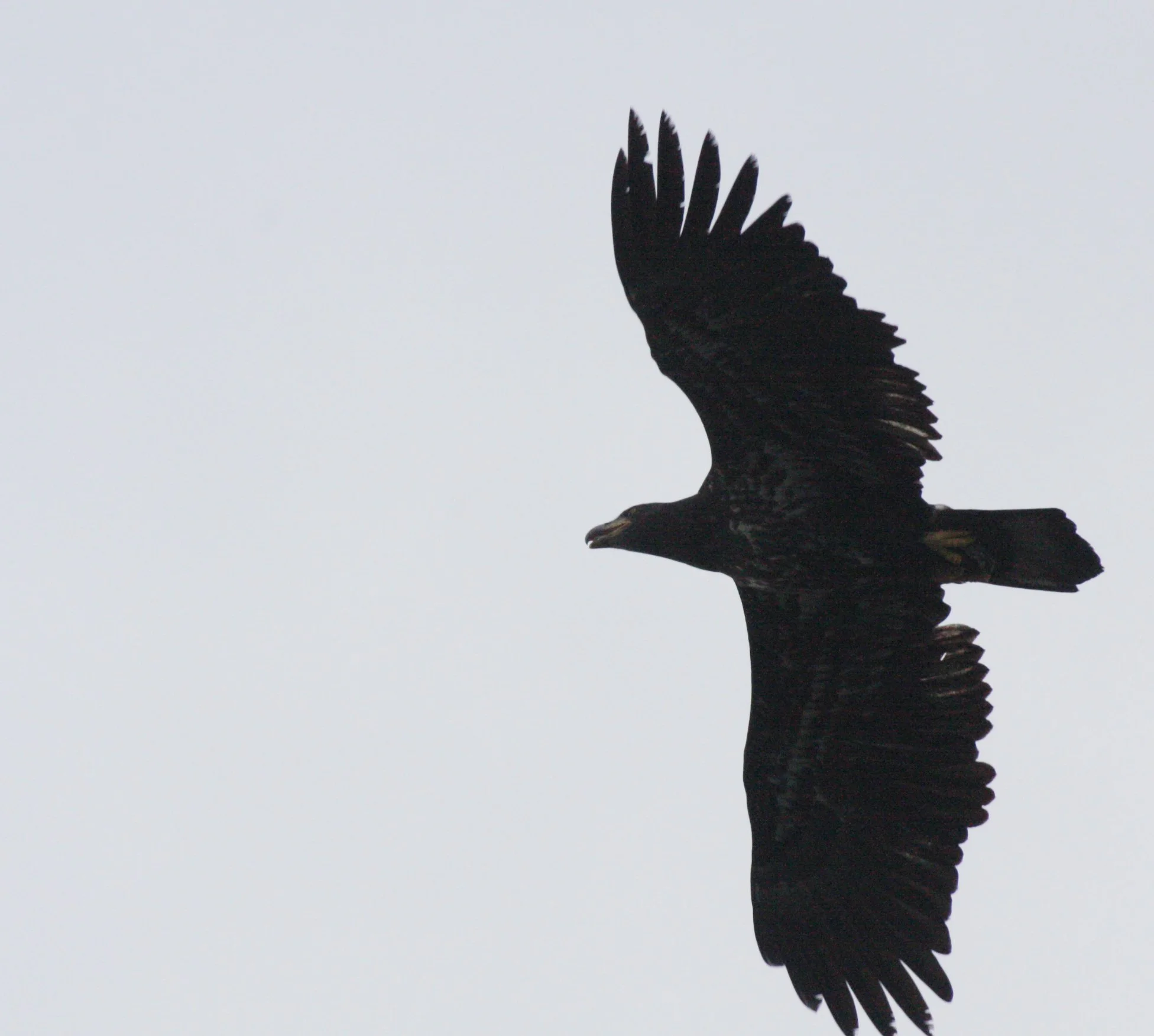 Haliaeetus leucocephalus - AMERICAN BALD EAGLE - FIRST YEAR ADULT - SEQUIM PRAIRIE WA (1).JPG