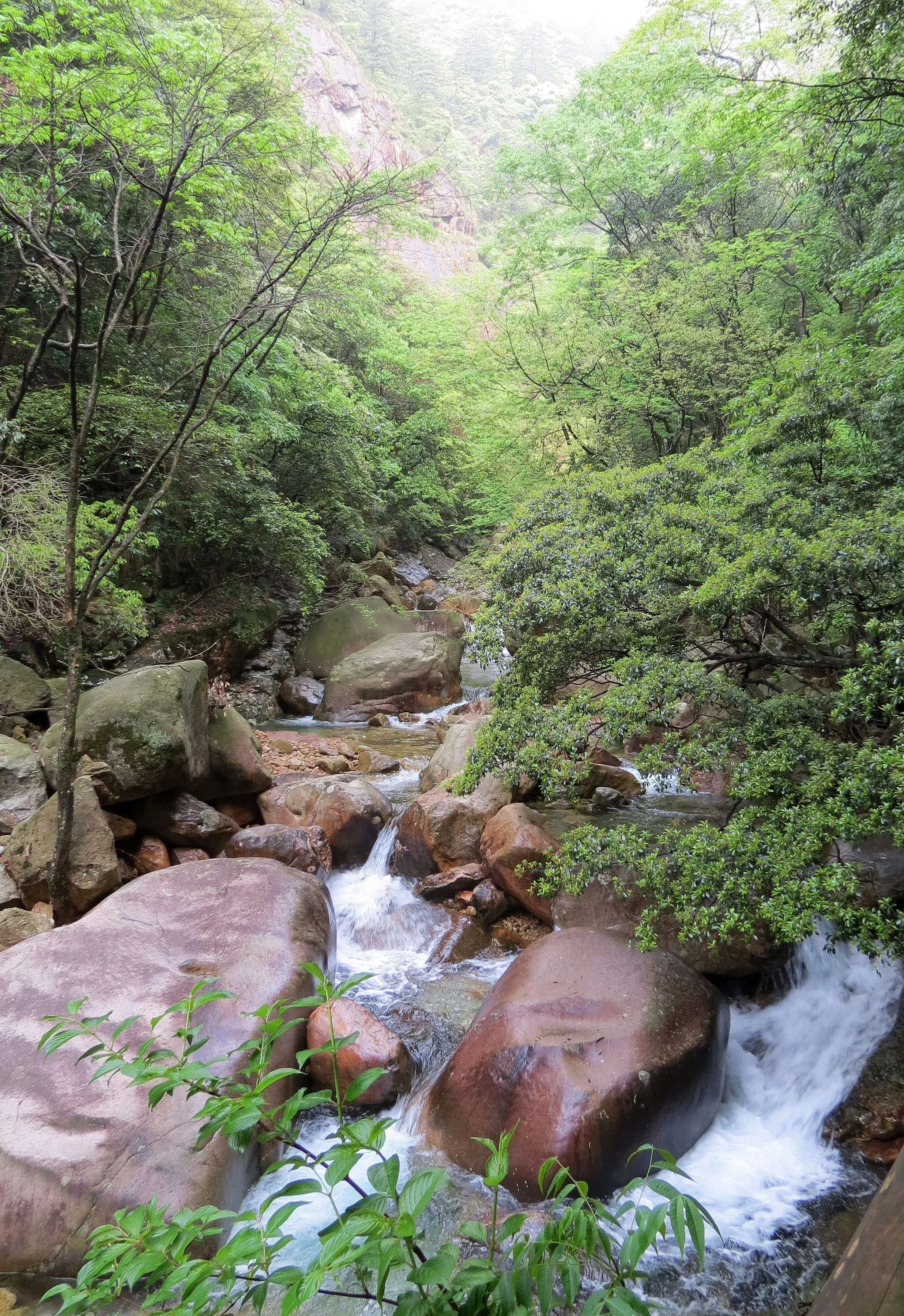 GUNIUJIANG NATURE RESERVE - ANHUI PROVINCE CHINA (71).JPG