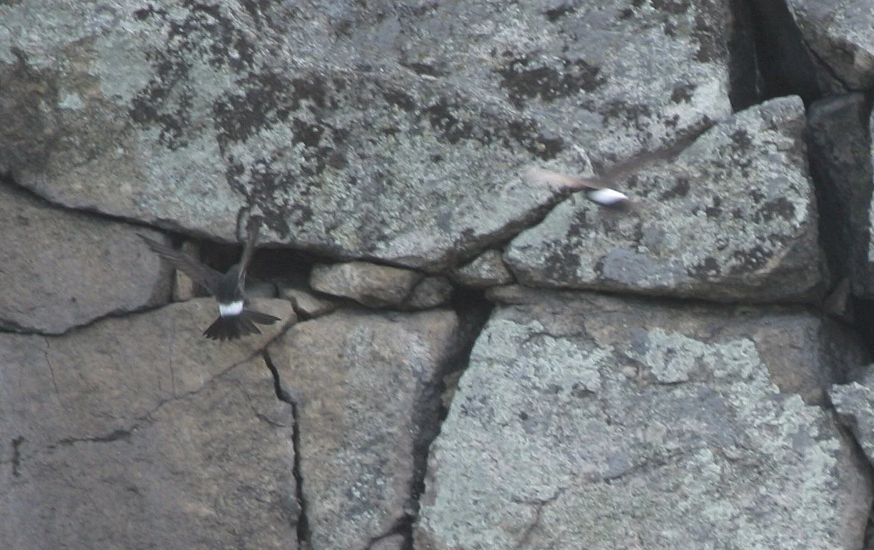 House Swift (Apus nipalensis) East Shore of Lake Baikal Russia (1).jpg