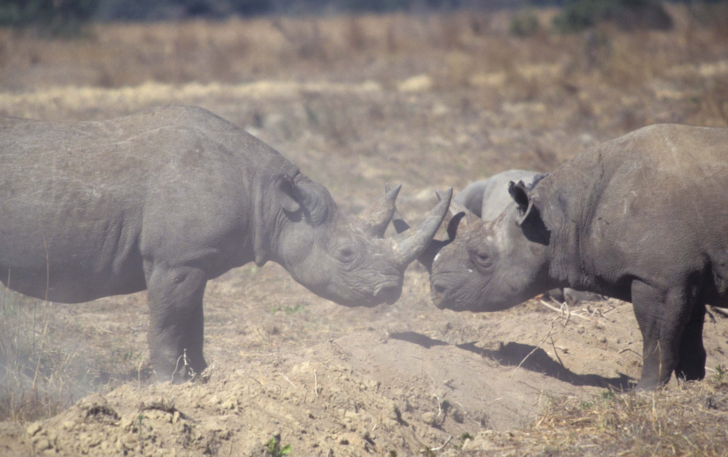 RHINO- BLACK - ZIMBABWE 7.jpg