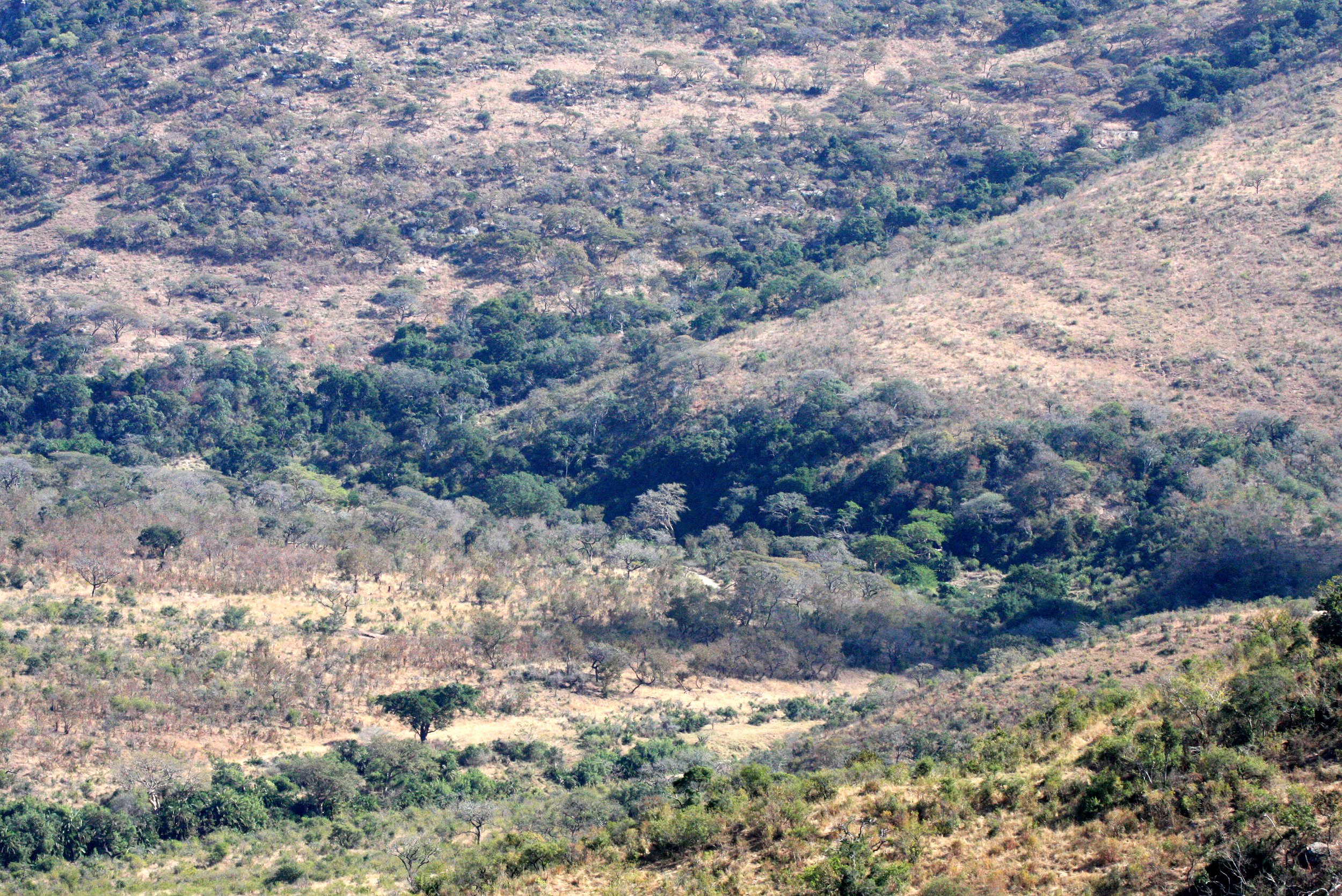 IMFOLOZI NATIONAL PARK SOUTH AFRICA - BUSHVELD COMMUNITY (8).JPG
