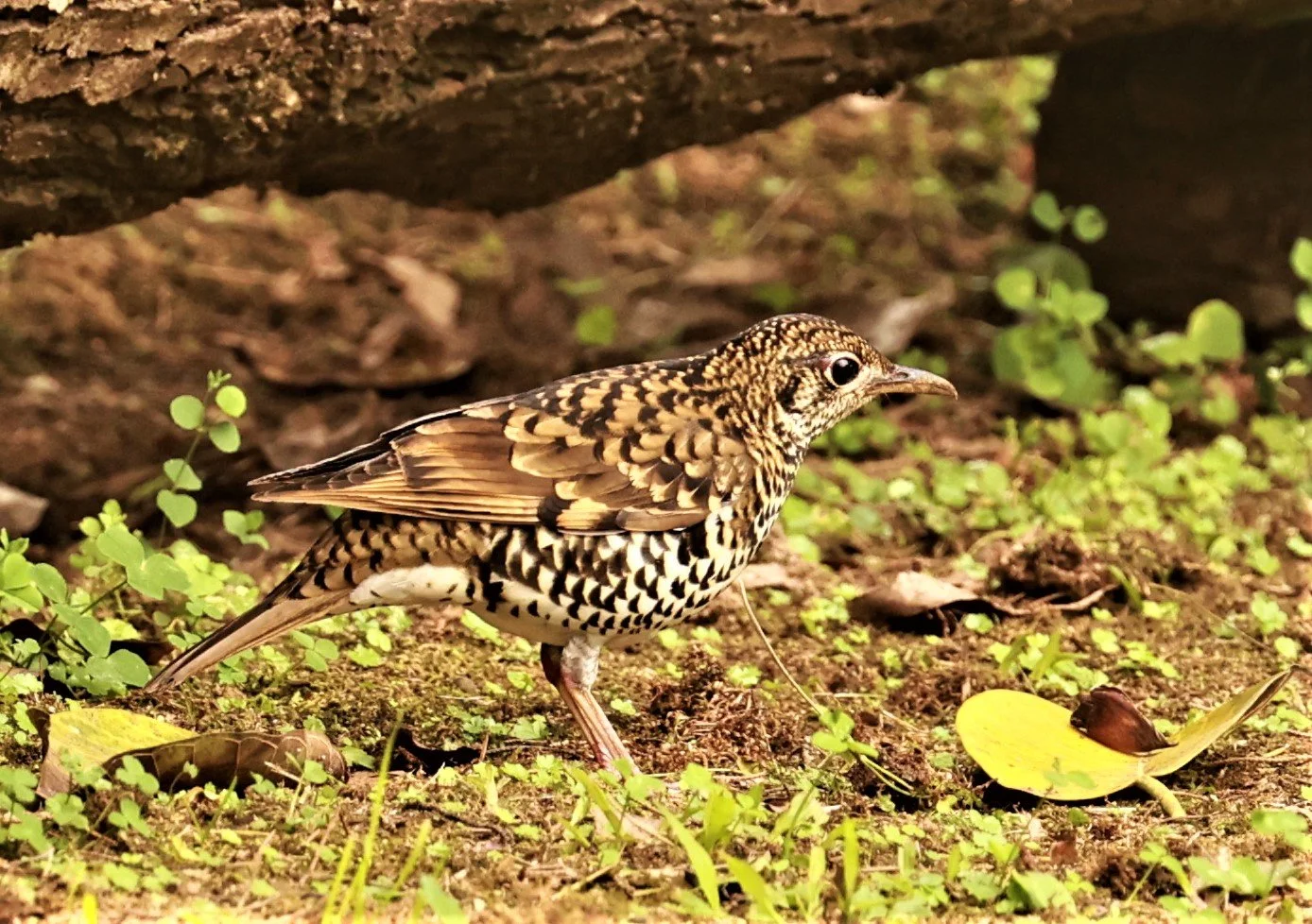 Scaly Thrush (Zoothera dauma) Doi Ang Kang Chiang Mai (53).jpg