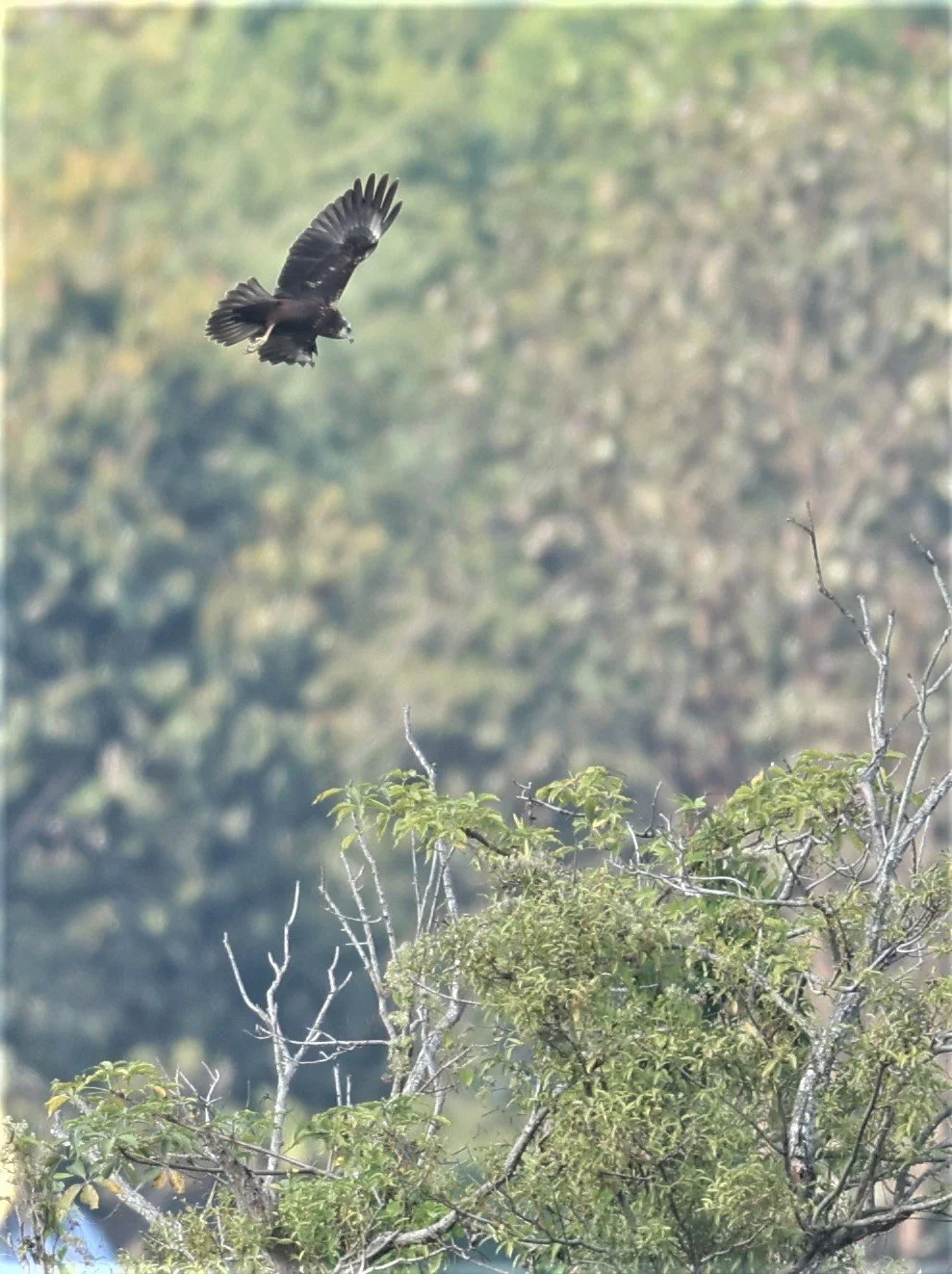 HARRIER - EASTERN MARSH HARRIER - Circus spilonotus -CHIANG SAEN LAKE - NONG BONG KAI NON-HUNTING AREA CHIANG RAI (1).JPG