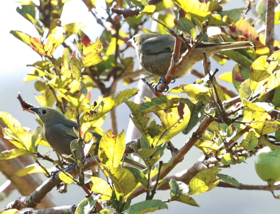 Tanager - Palm Tanager - Thraupis palmarum - Caraca Seminary, Minas Gerais (2).JPG