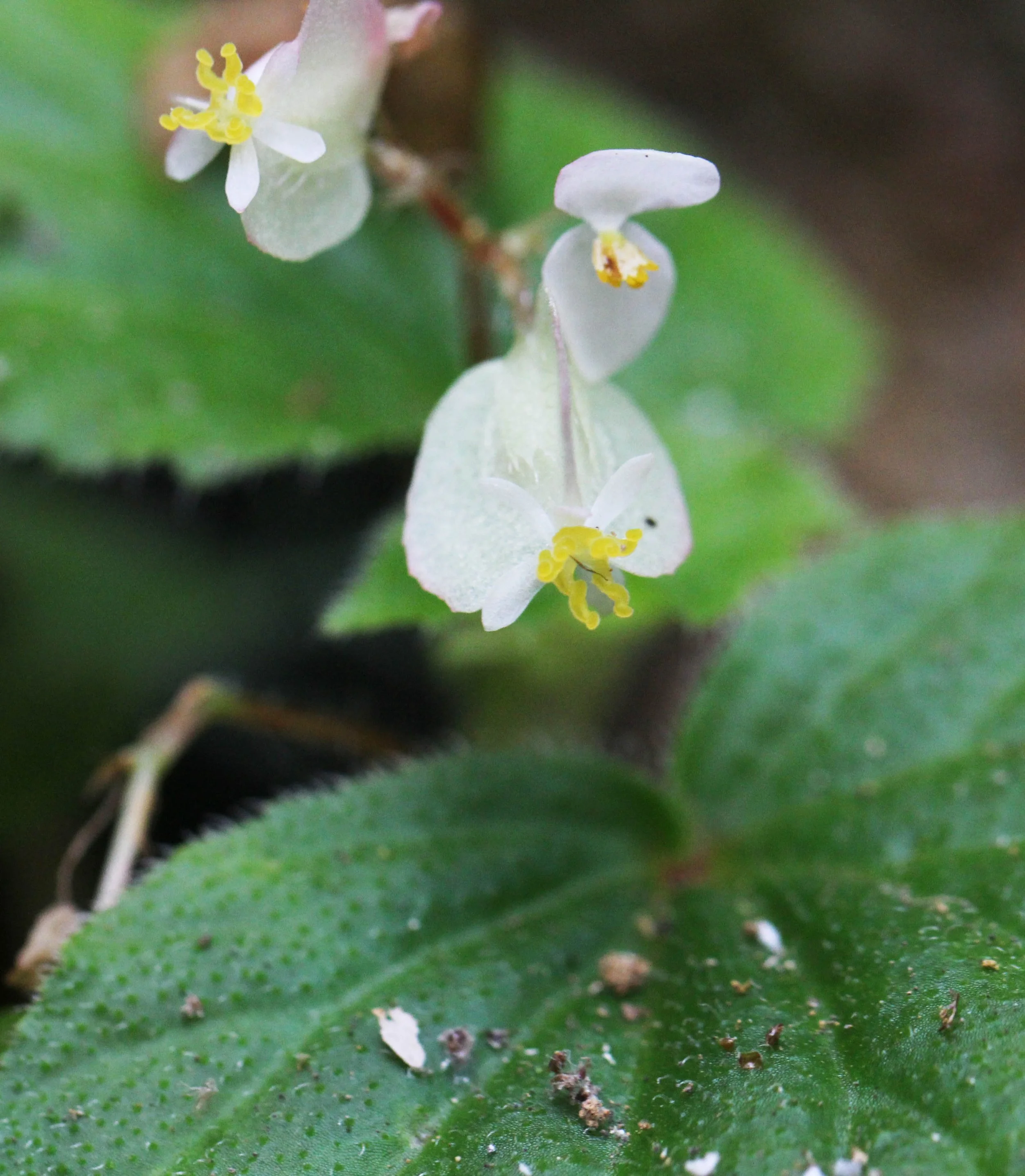 KITULGALA FOREST PRESERVE, SRI LANKA (45).JPG