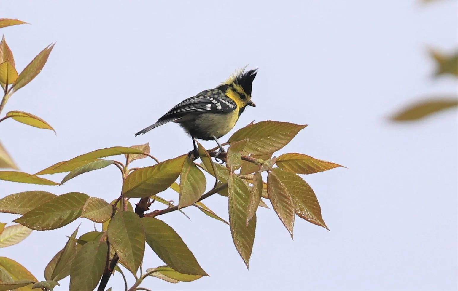 Yellow-cheeked Tit (Machlolophus spilonotus) Doi Inthanon NP, Thailand (10).JPG