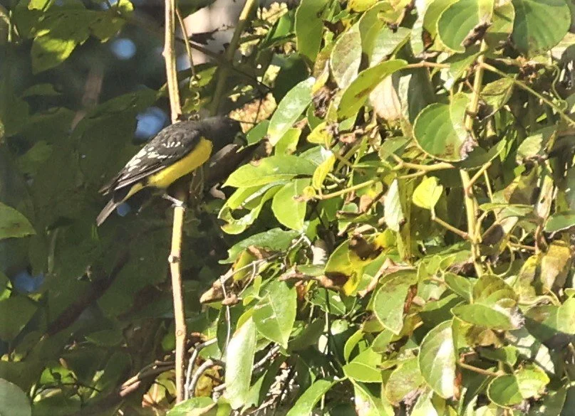 Spot-winged Grosbeak (Mycerobas melanozanthos) Fang Hotsprings Chiang Mai Thailand (10).jpg