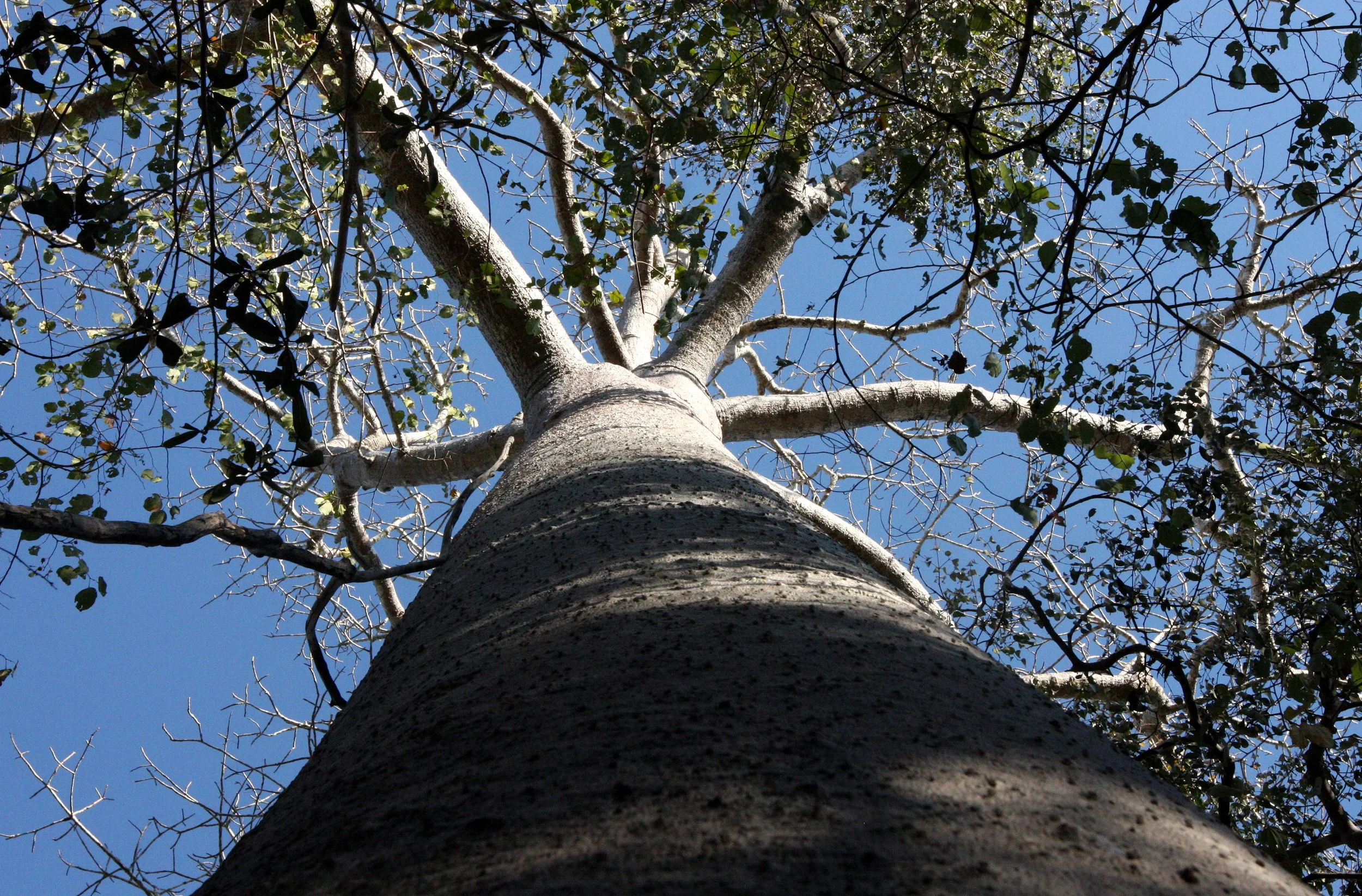 PLANT - BAOBAB - ADANSONIA ZA - KIRINDY NATIONAL PARK MADAGASCAR (3).JPG