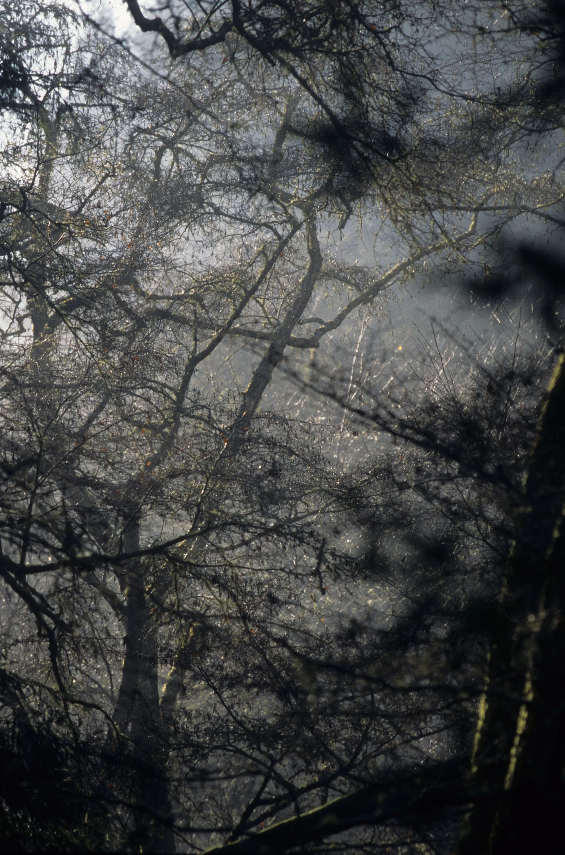 CALIFORNIA - POINT REYES - MIXED FOREST.jpg