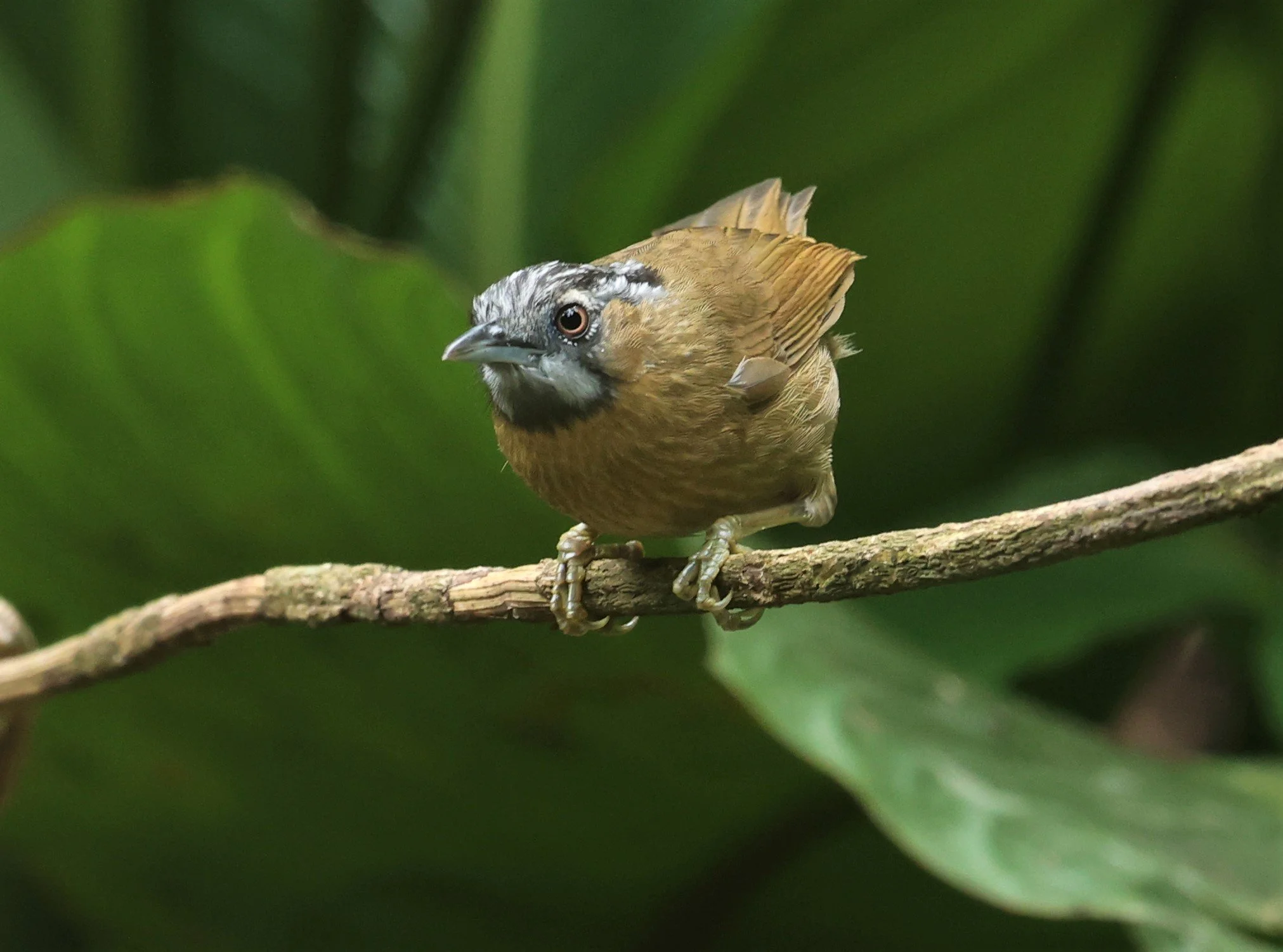 BABBLER - GREY-THROATED BABBLER - Stachyris nigriceps - DOI INTHANON NP CHIANG MAI, DEC 2021 (38).jpg