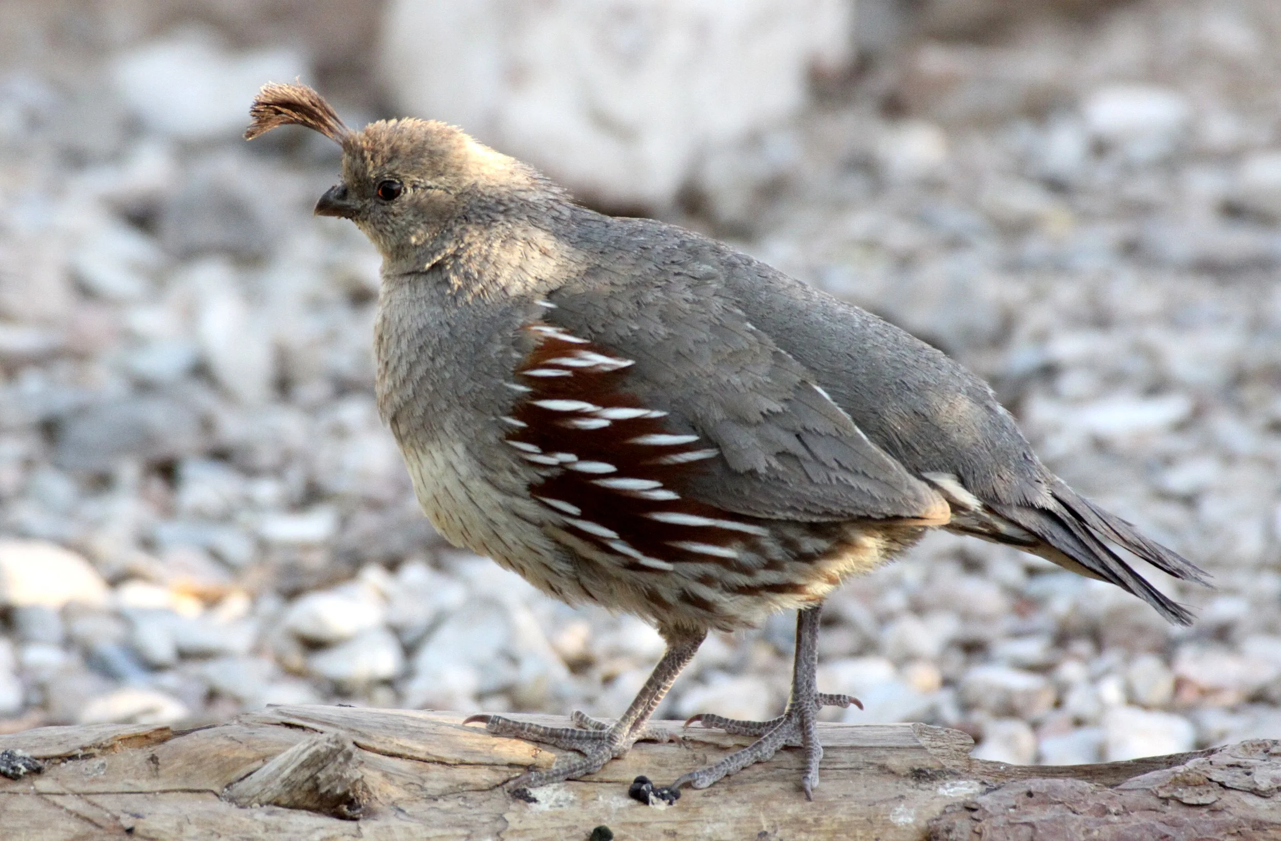 BIRD - QUAIL - GAMBEL'S QUAIL - FRANKLIN MOUNTAINS STATE PARK TEXAS (10).JPG