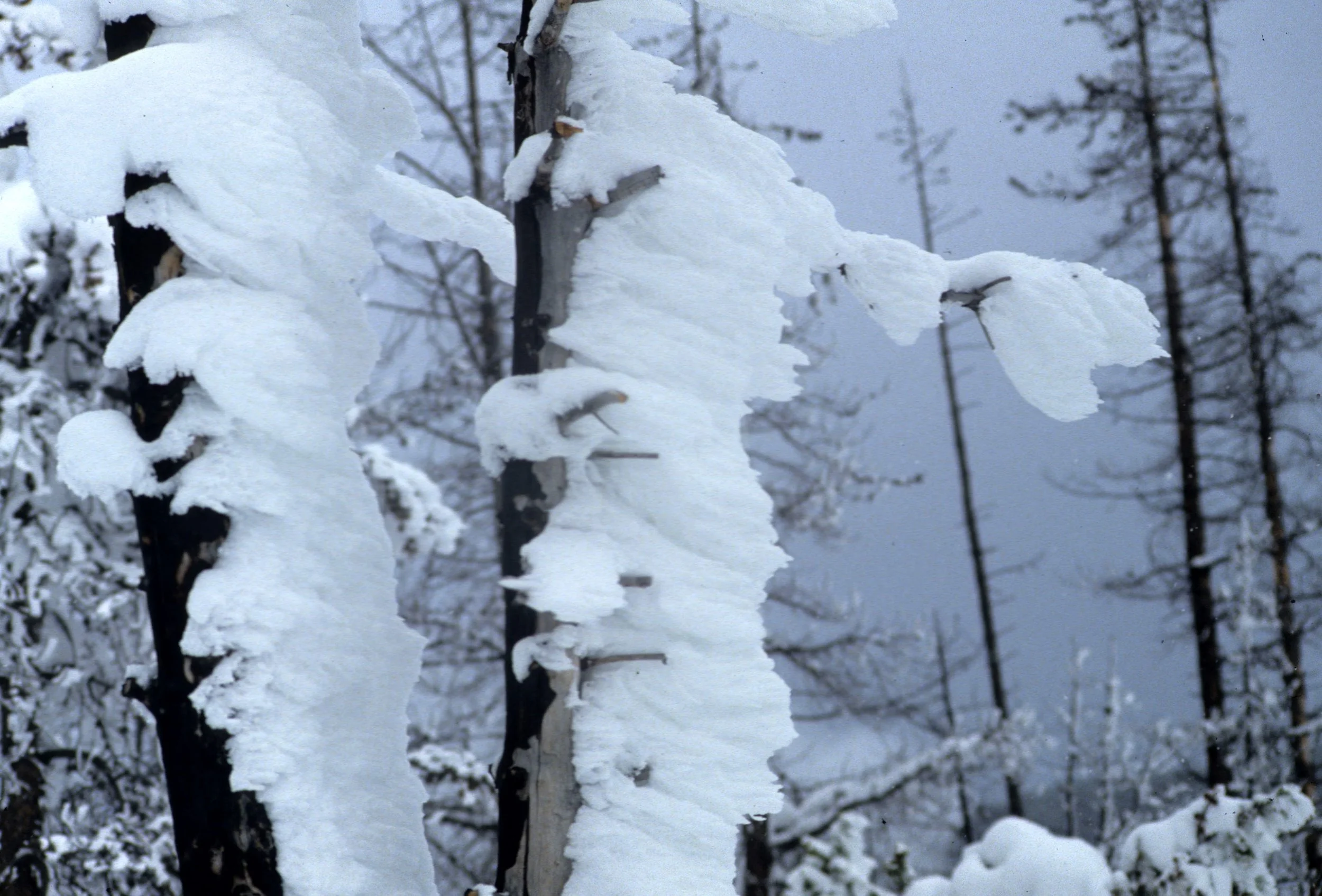 YELLOWSTONE IN WINTER P.jpg