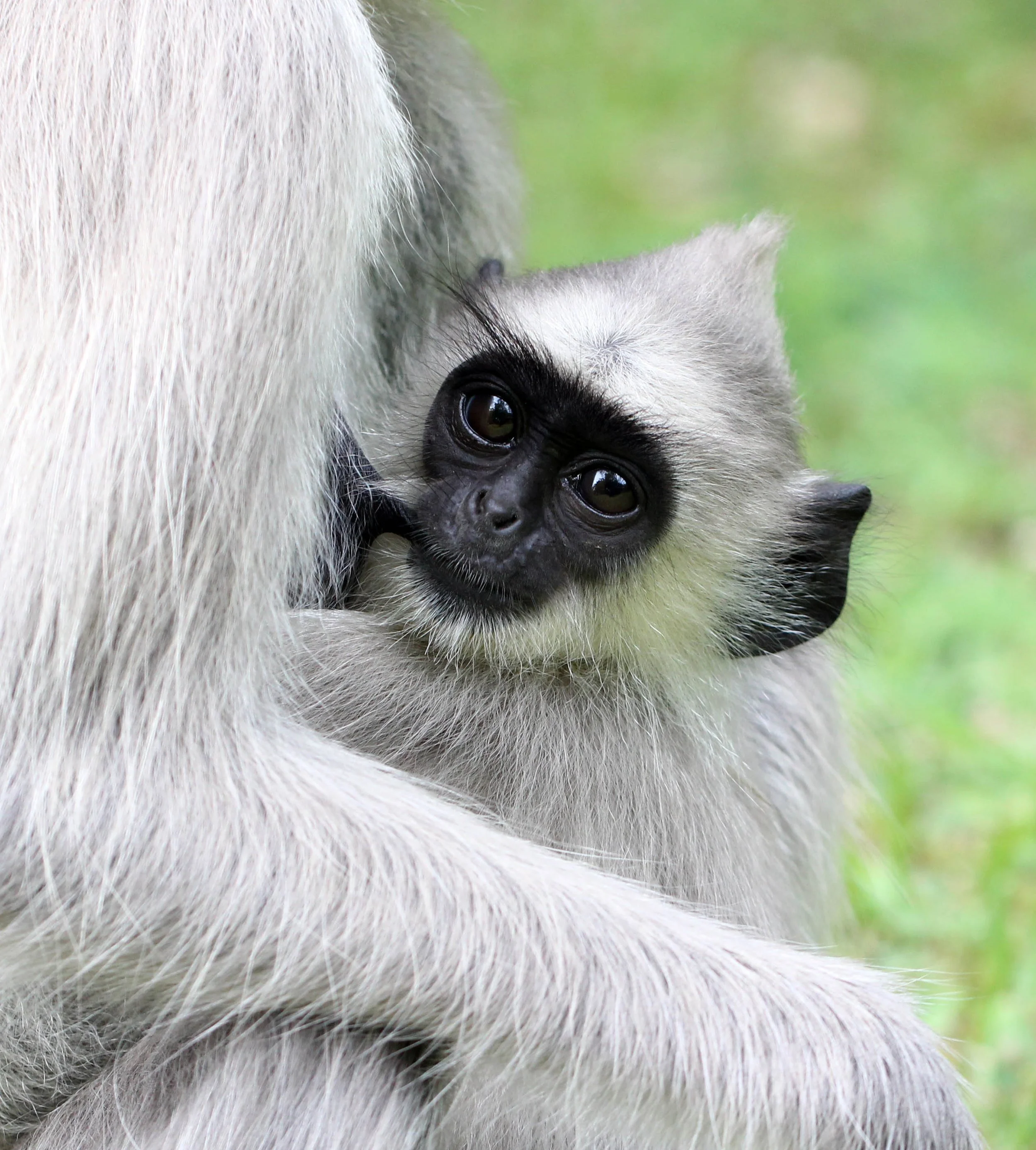 CERCOPITHECIDAE - Semnopithecus priam thersites - SRI LANKAN GRAY (TUFTED) LANGUR - SRIGIRIYA FOREST AND FORTRESS AREA SRI LANKA (26).JPG