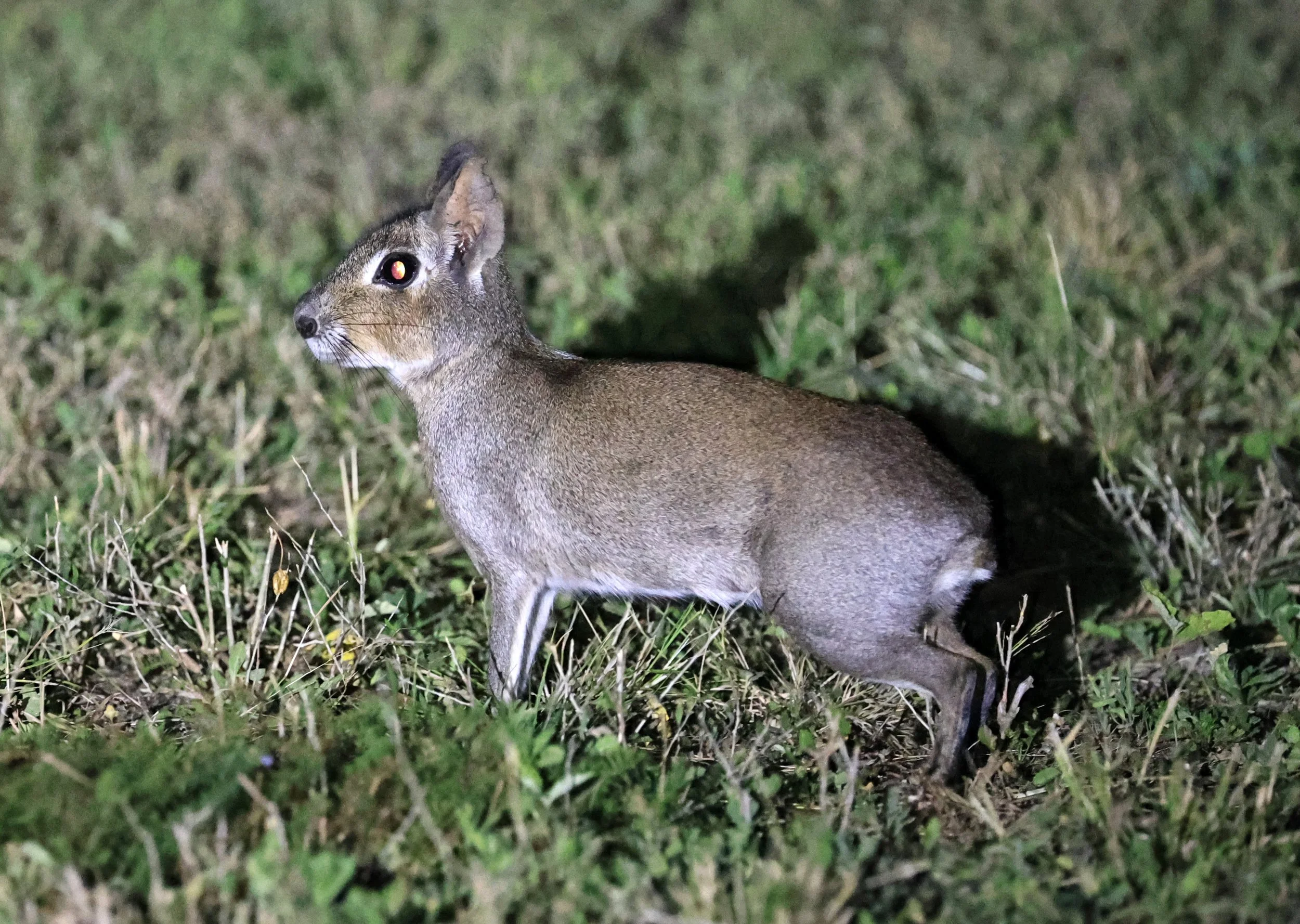 Chacoan Mara (Dolichotis salinicola) Estancia Campo'í Paraguay (99).jpg