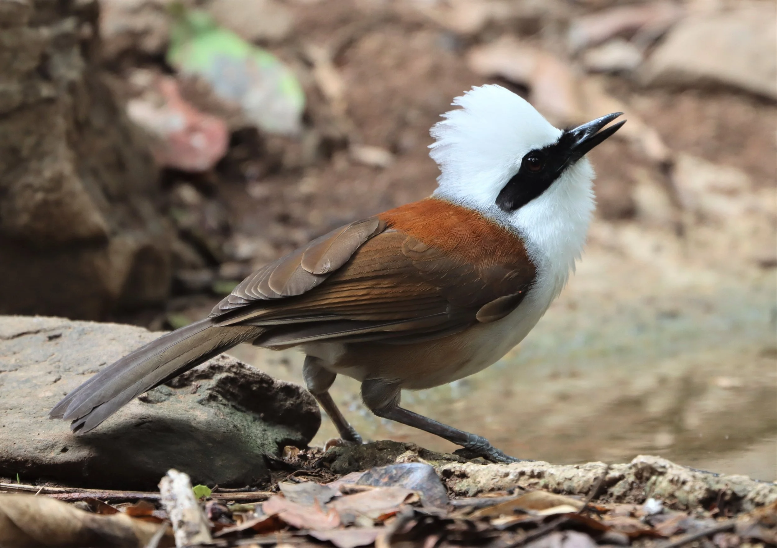 LAUGHINGTHRUSH - WHITE-CRESTED LAUGHINGTHRUSH - Garrulax leucolophus - KAENG KRACHAN THAILAND NEUNG HIDE (36).jpg