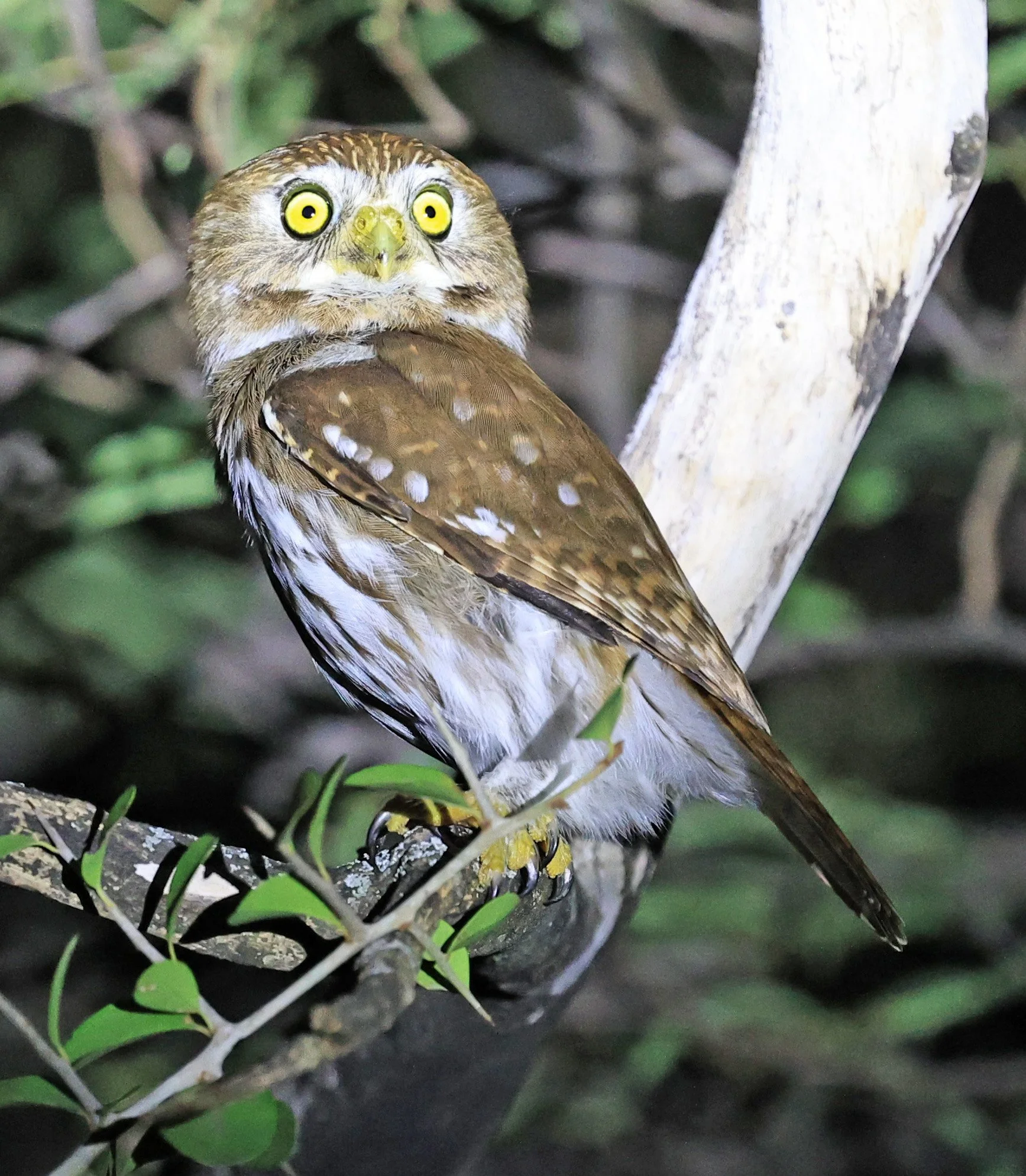 Ferruginous Pygmy-Owl (Glaucidium brasilianum) Reserva Nueland  Selva Serena (37).jpg