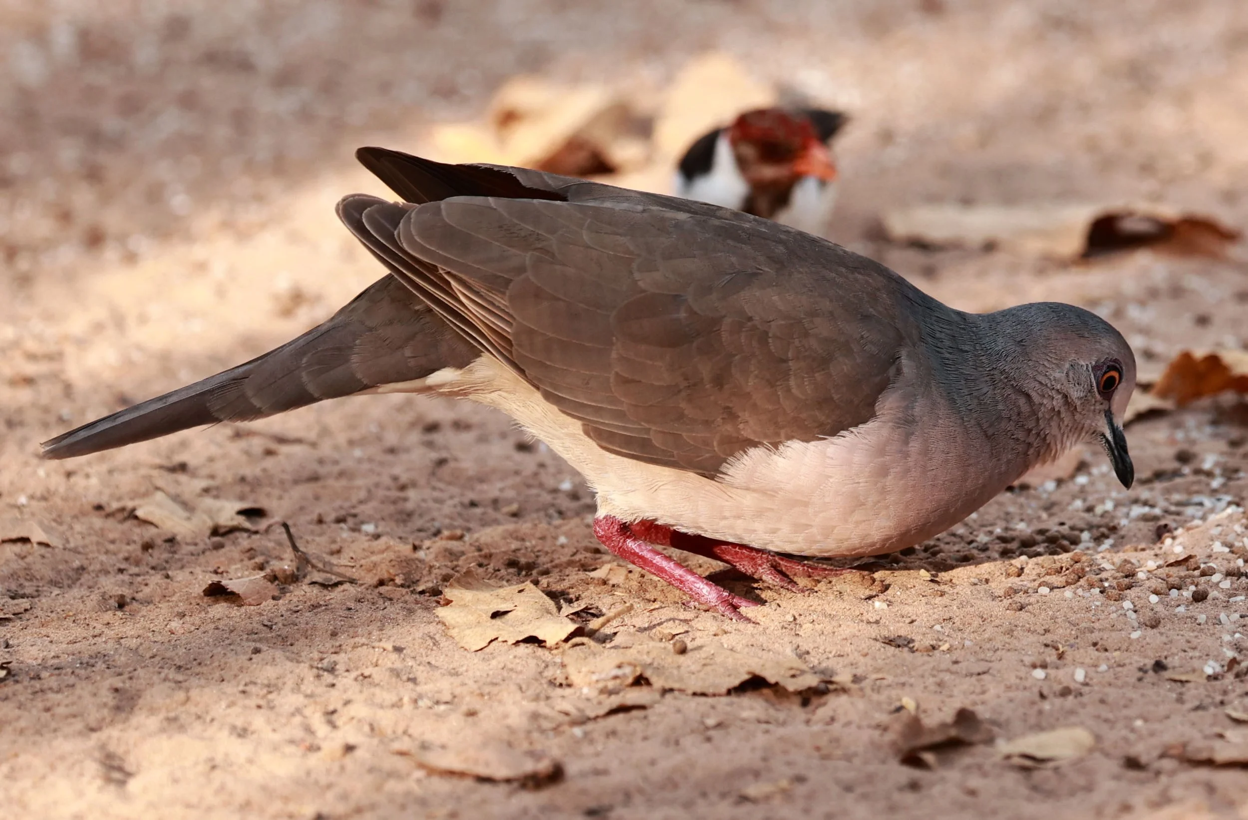 Gray-fronted Dove (Leptotila rufaxilla) Porto Alegre Lodge, Pantanal (3).jpg