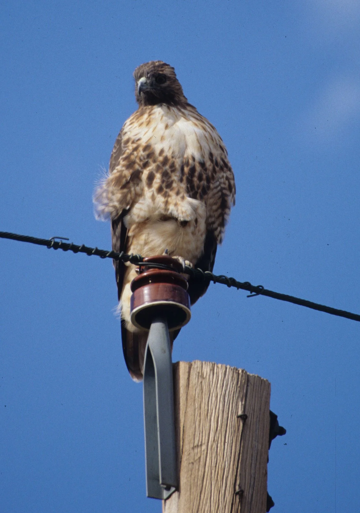 Buteo jamaicensis - RED-TAILED HAWK - DESERT SOUTHWEST USA.jpg
