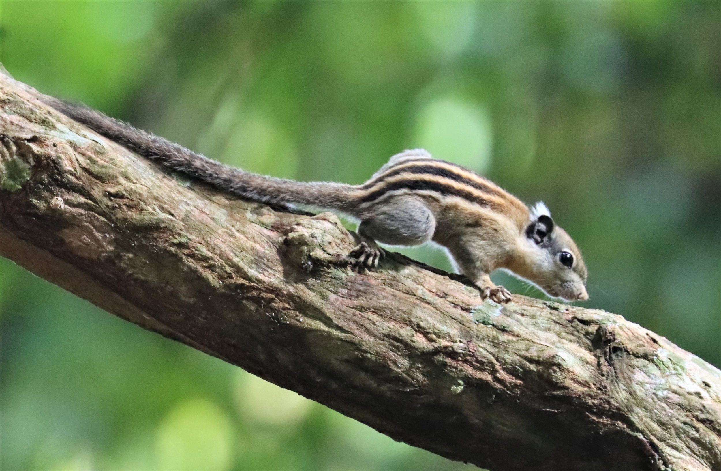 Tamiops rodolphii - CAMBODIAN STRIPED SQUIRREL - WAT THAM PRATHUN CHONBURI (1).jpg